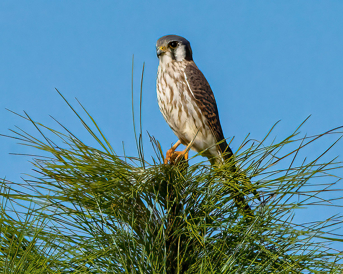 An American Kestrel rests atop a pine, (Bradenton, FL)