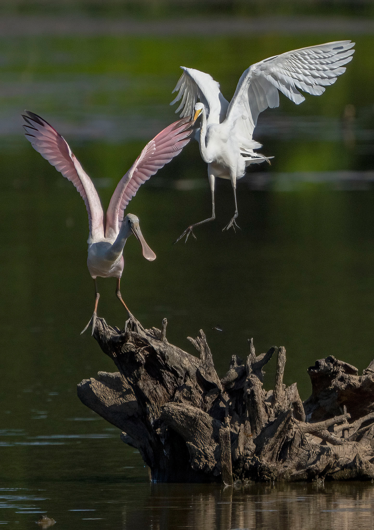 A juvenile Roseate Spoonbill, rare in Northern Virginia, is bullied from its perch by a Great Egret. (Alexandria, VA)