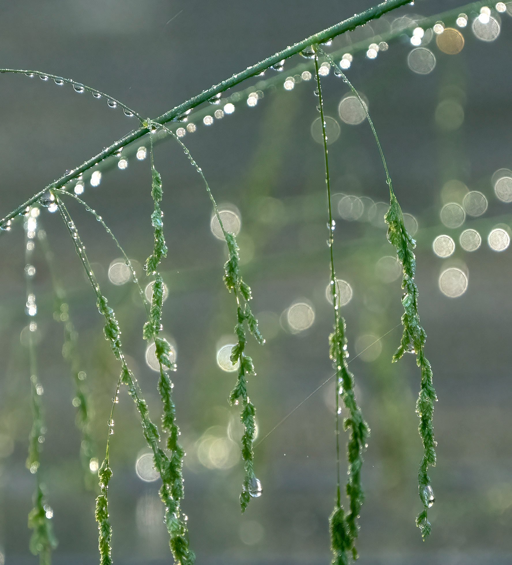 Rain on the weeds. (Alexandria, VA)
