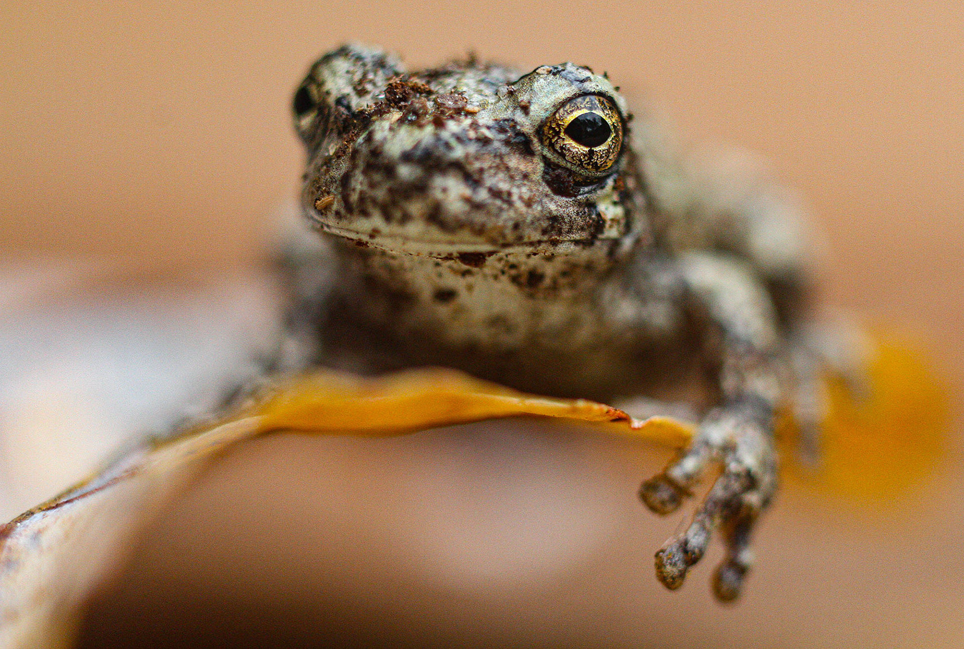 A young Gray Tree Frog resting on a leaf. (Springfield, VA)