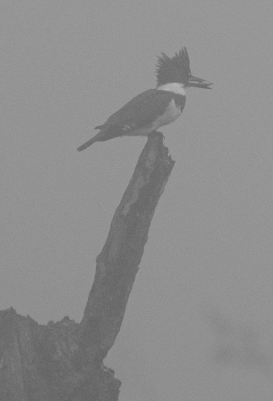 A kingfisher perches atop a dead tree with a meal it was able to find.
