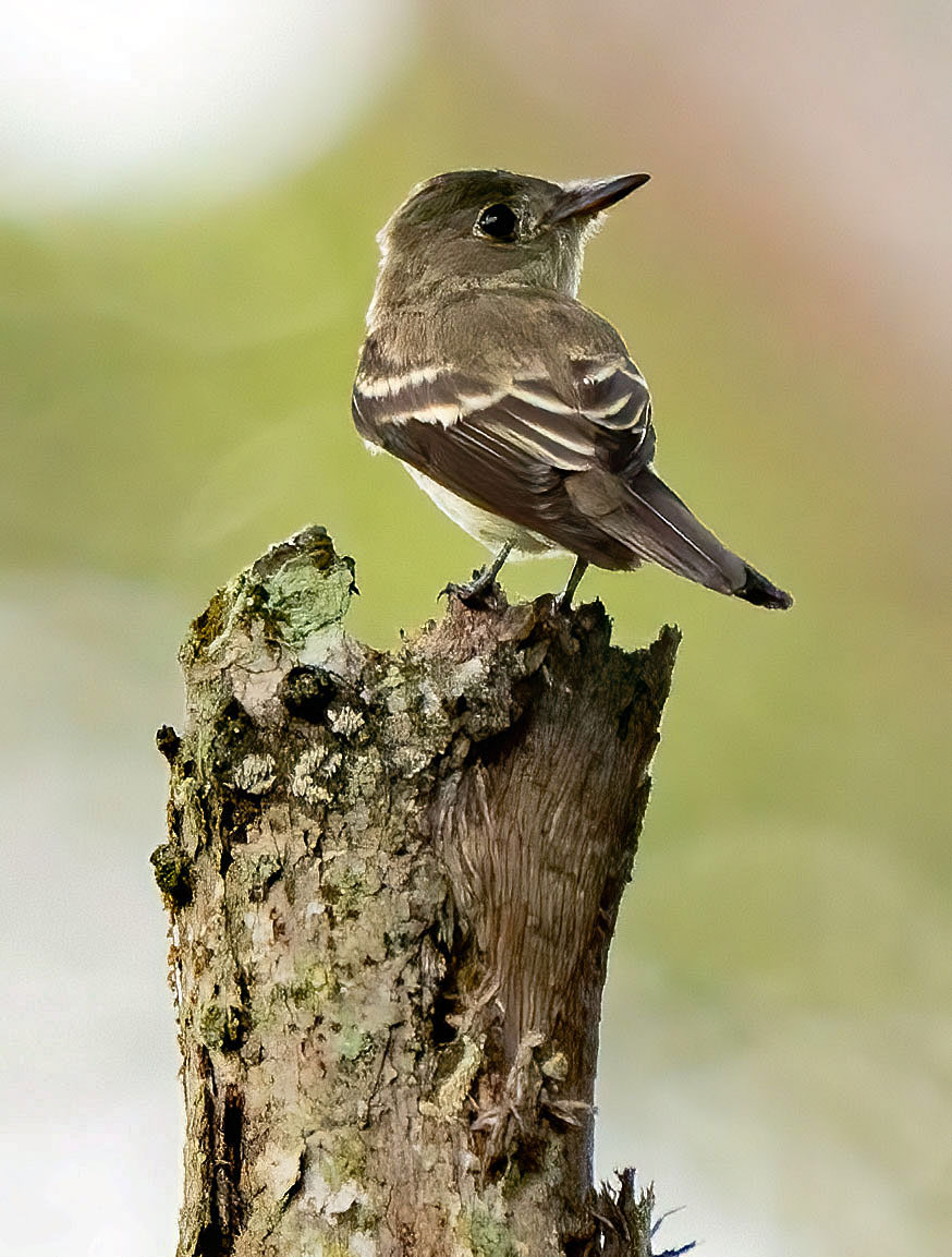 A Least Flycatcher looks for a minimal meal. (Alexandria, VA)