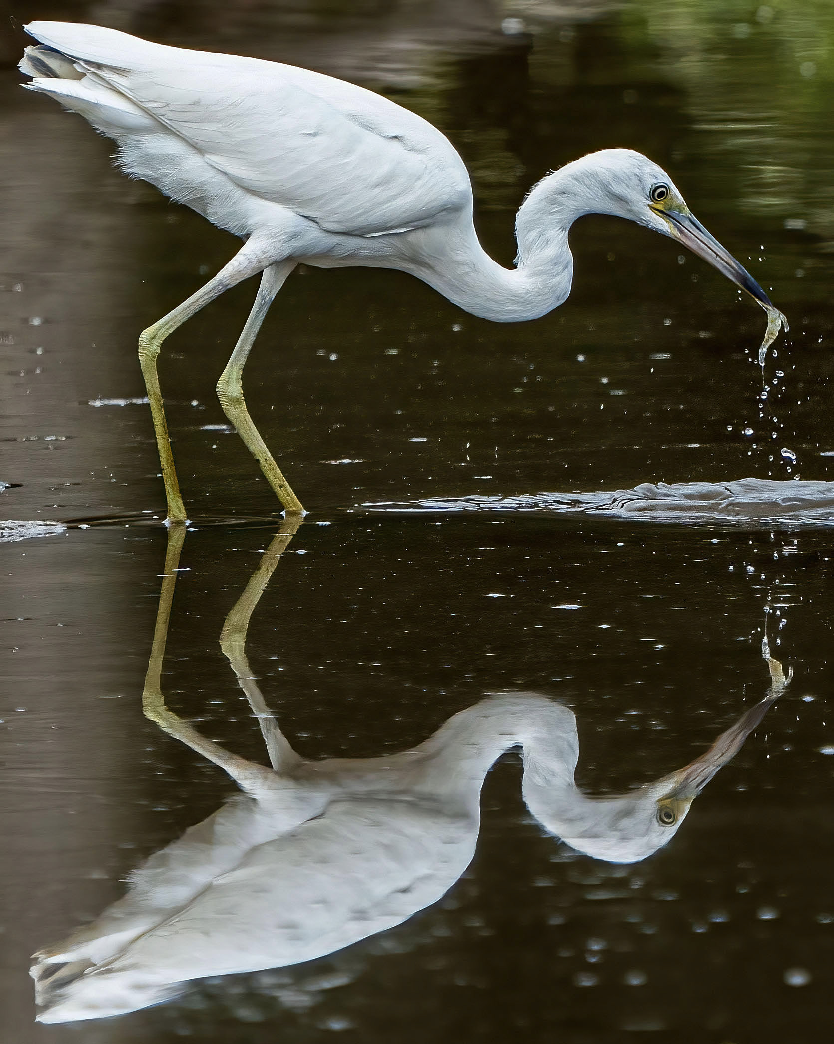 A juvenile Little Blue Heron pulls a shrimp out. (Alexandria, VA)