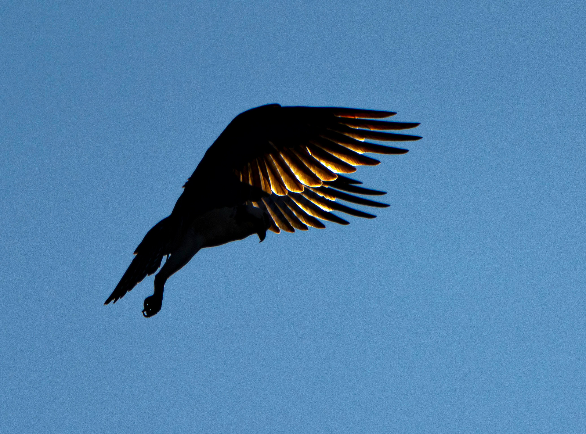 An Osprey hovers while looking for fish over a pond. (Alexandria, VA)