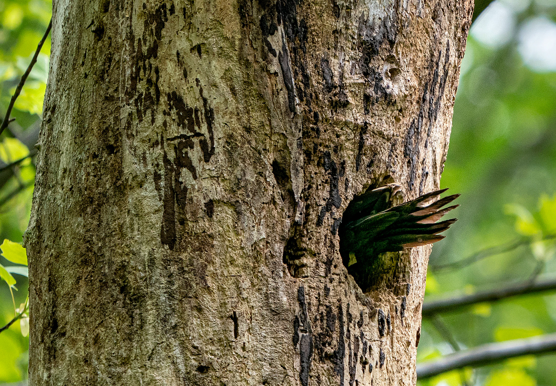 It was soon apparent there was at least one hatchling. Parents could be seen at what looked like a feeding position.
