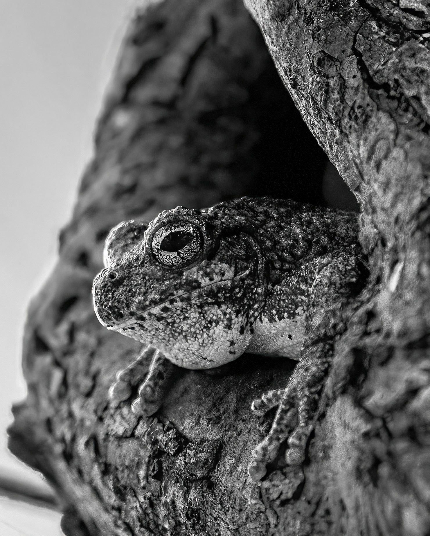Toadally chill Gray Tree Frog. (Alexandria, VA)