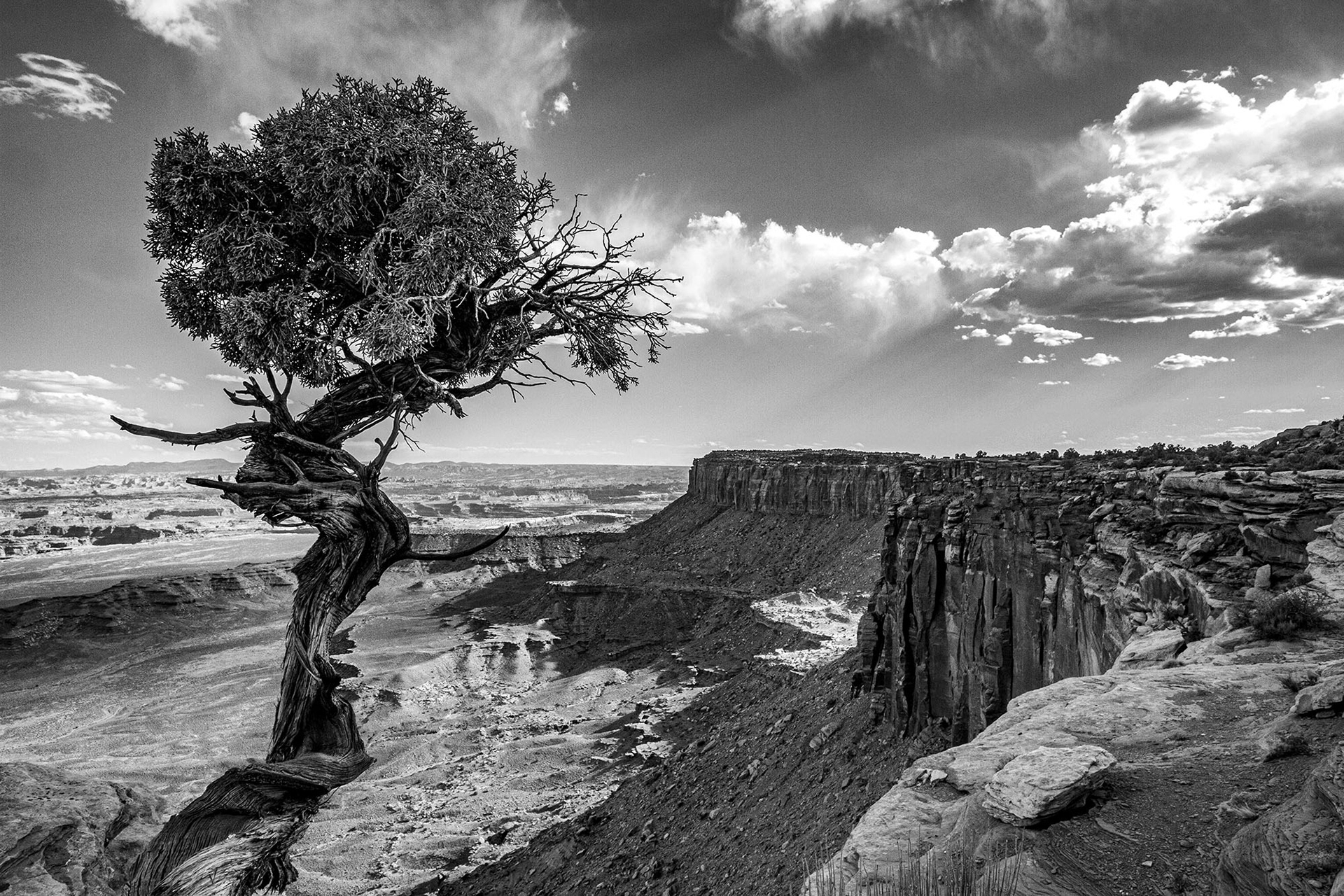 A tree grows out of a cliff over the canyon. (Canyonland National Park, UT)
