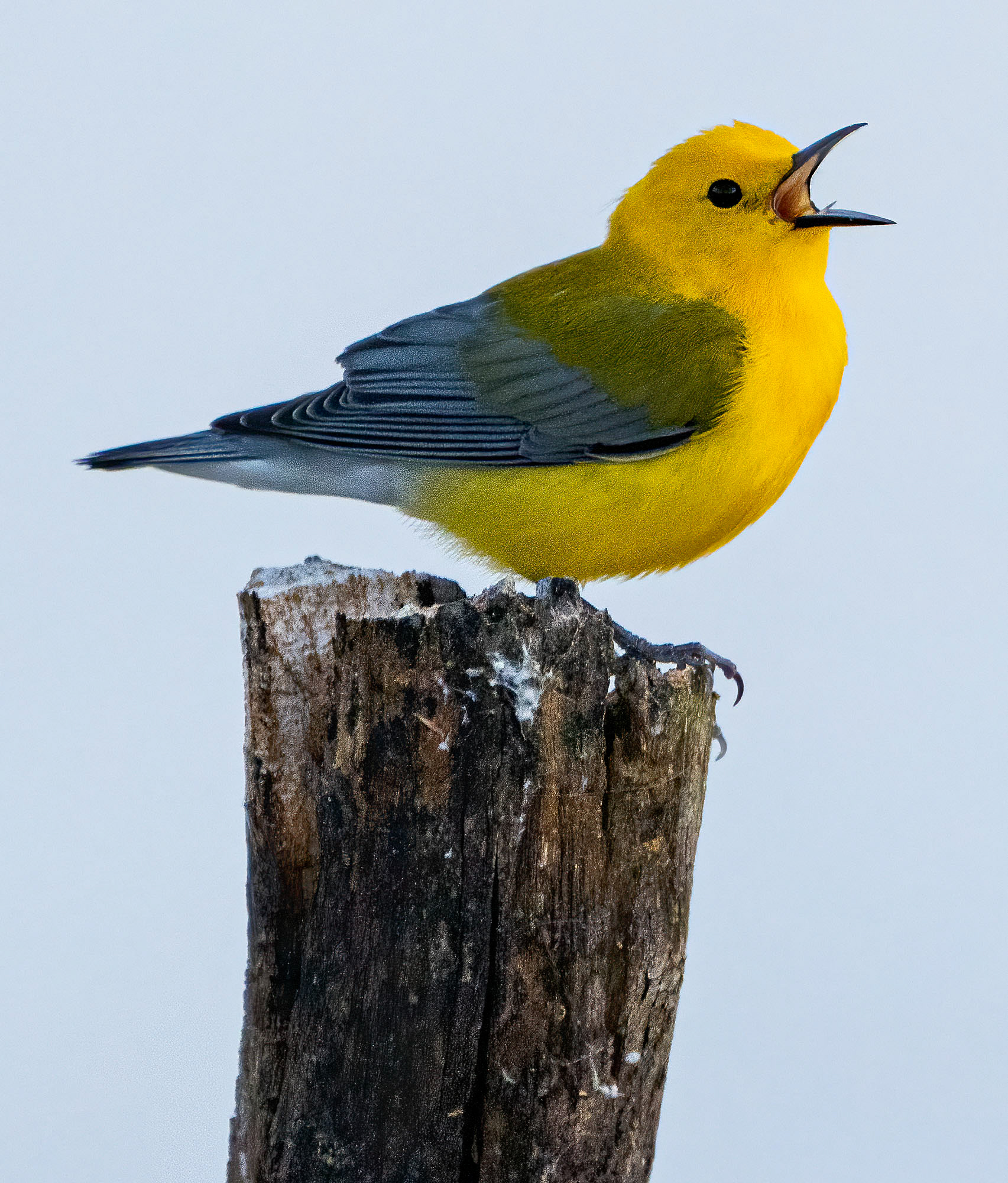 A Prothonotary Warbler sings from his perch above a pond. (Alexandria, VA)