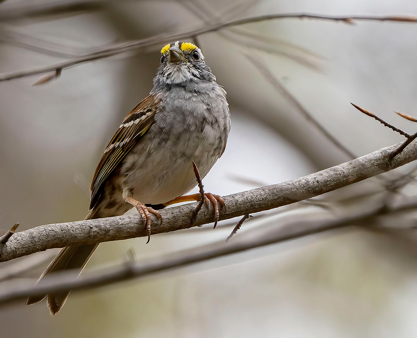 A White-throated Sparrow between meals. (Springfield, VA)