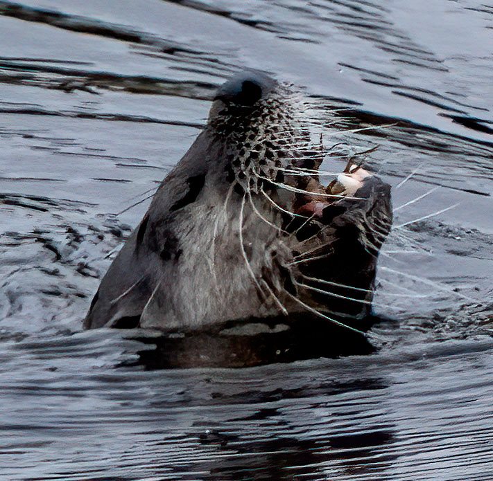 A River Otter munches on a crawfish. (Bradenton, FL)