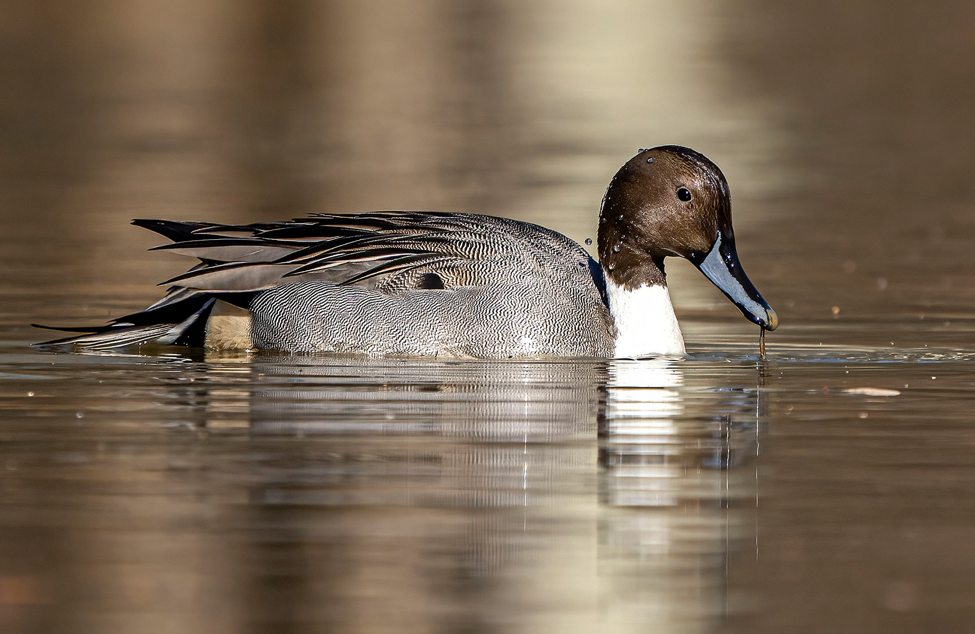 A drake Northern Pintail feeds in a pond. (Alexandria, VA)