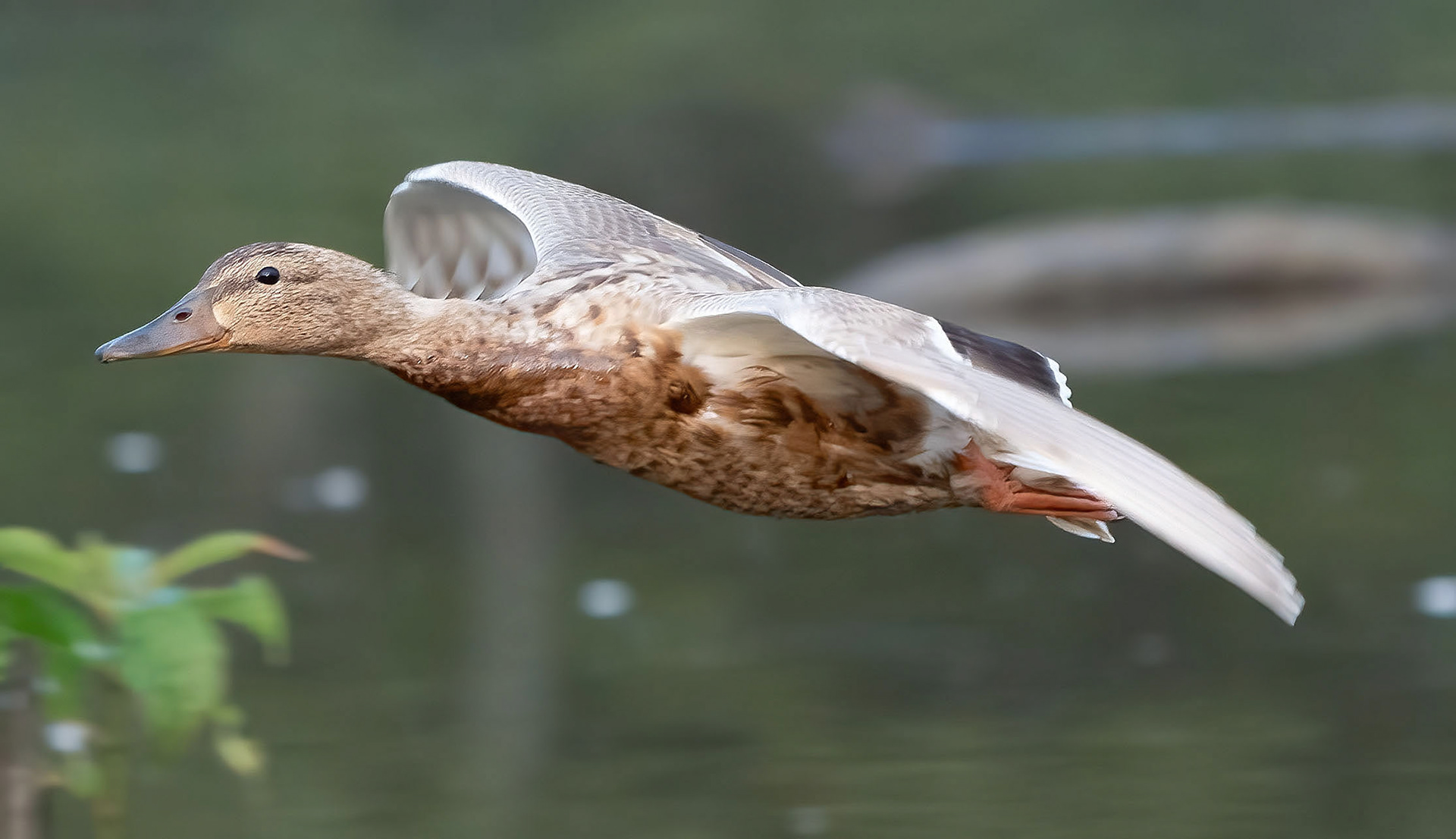 A semi-rare blonde mallard, a hybrid mix of a Mallard and another duck. (Alexandria, VA)