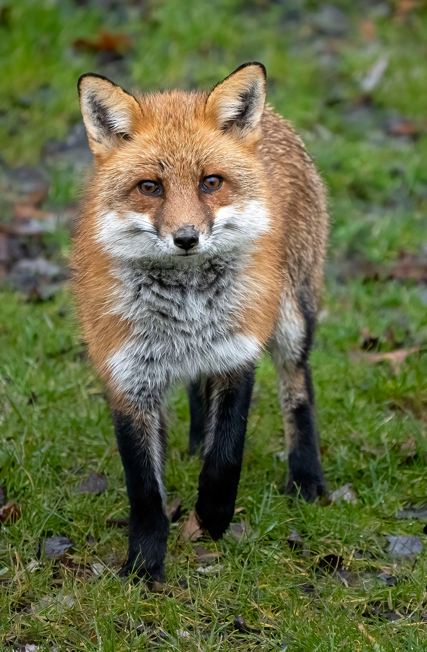 A young Red Fox comes to visit in my backyard. (Springfield, VA)