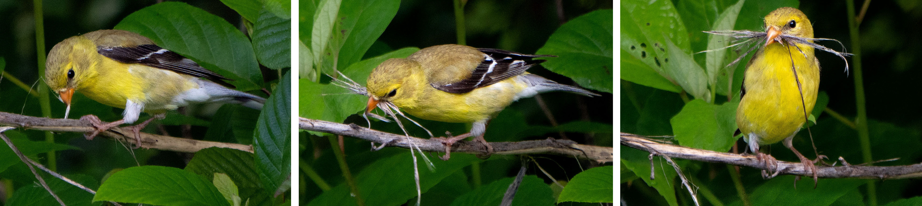 An American Goldfinch strips and collects bark for a nest. (Alexandria, VA)