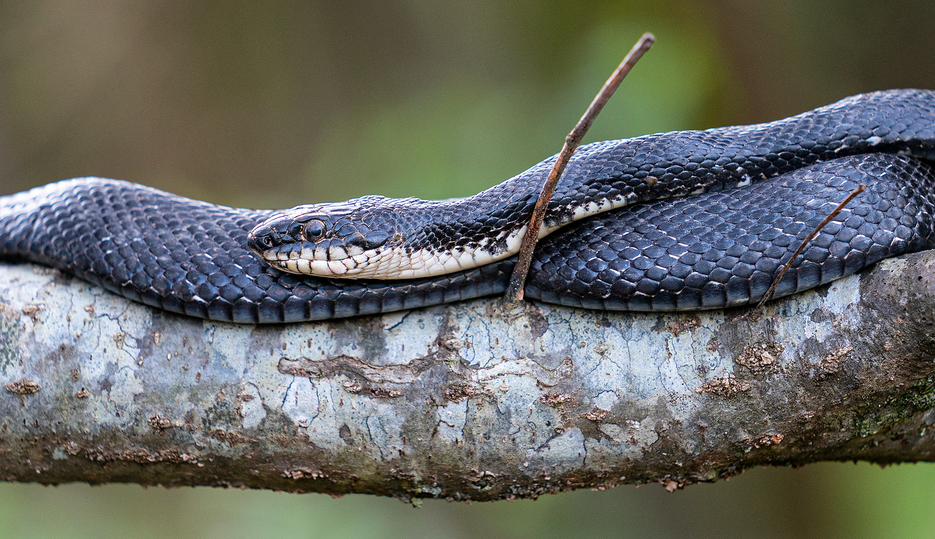 An Eastern Rat Snake lounges on a tree branch. (Nokesville, VA)
