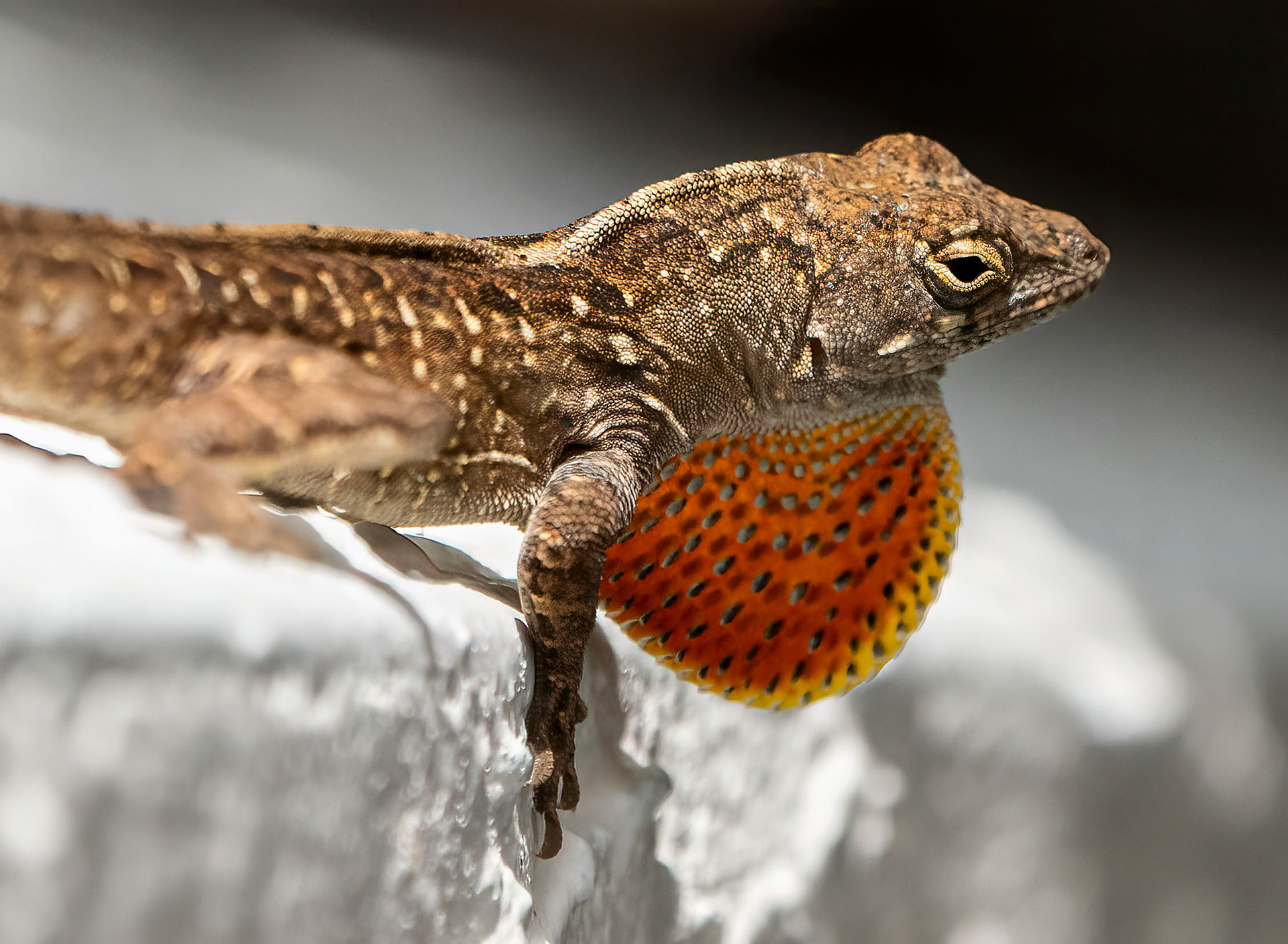 A Brown Anole shows off. (Bradenton, FL)