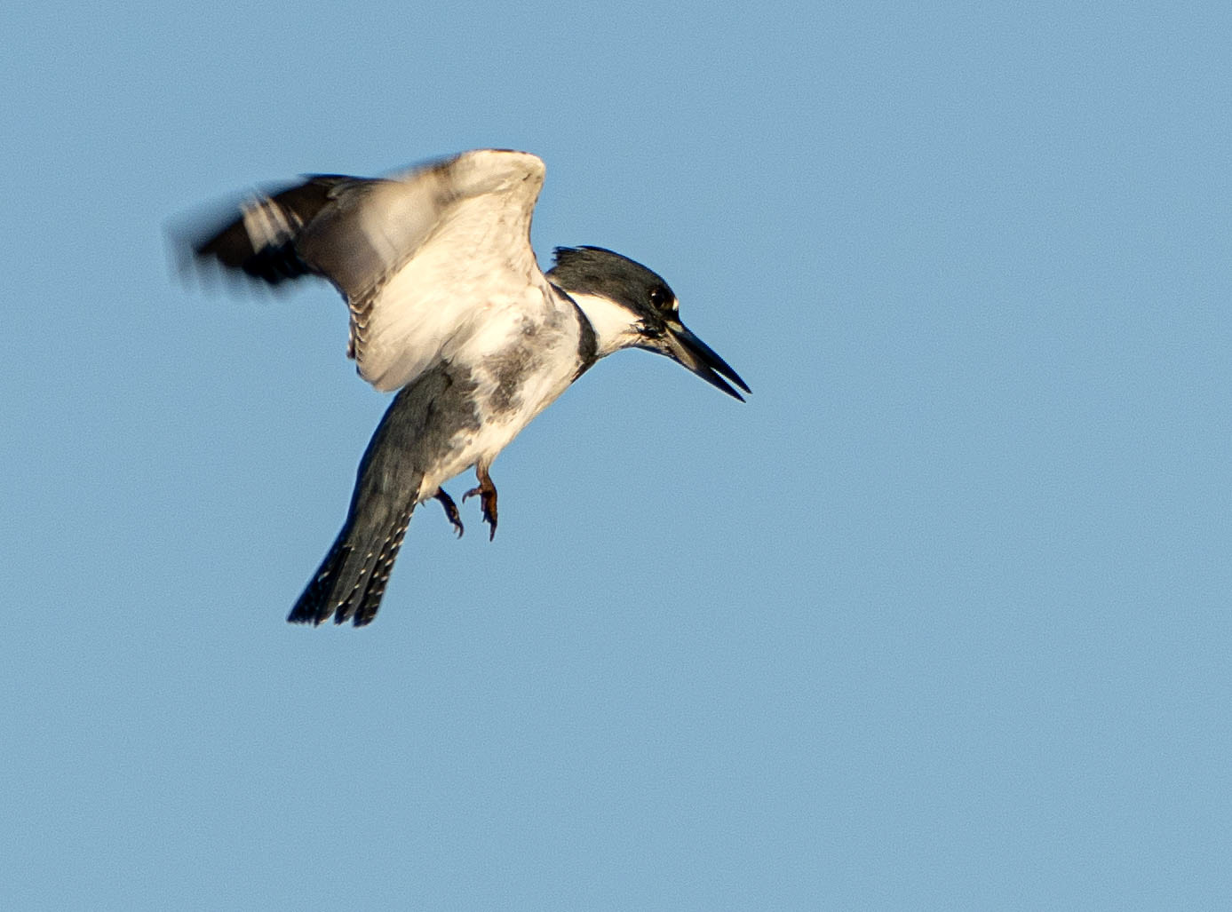 A fish spotted, the kingfisher hovers over the water preparing to dive.