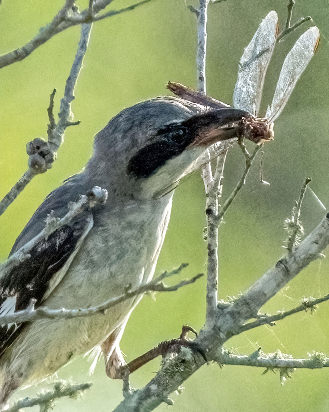 A Loggerhead Shrike mounts its fresh caught dragon fly in a little twig fork before consuming the bug. (Sarasota, FL_