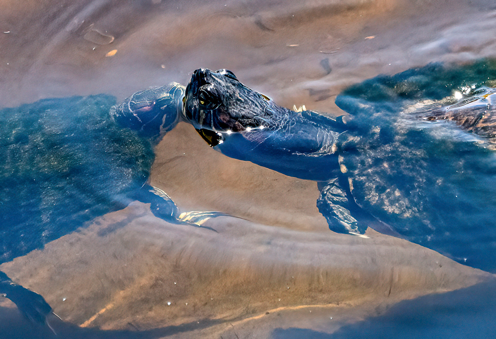 Turtle smooch. (Bradenton, FL)