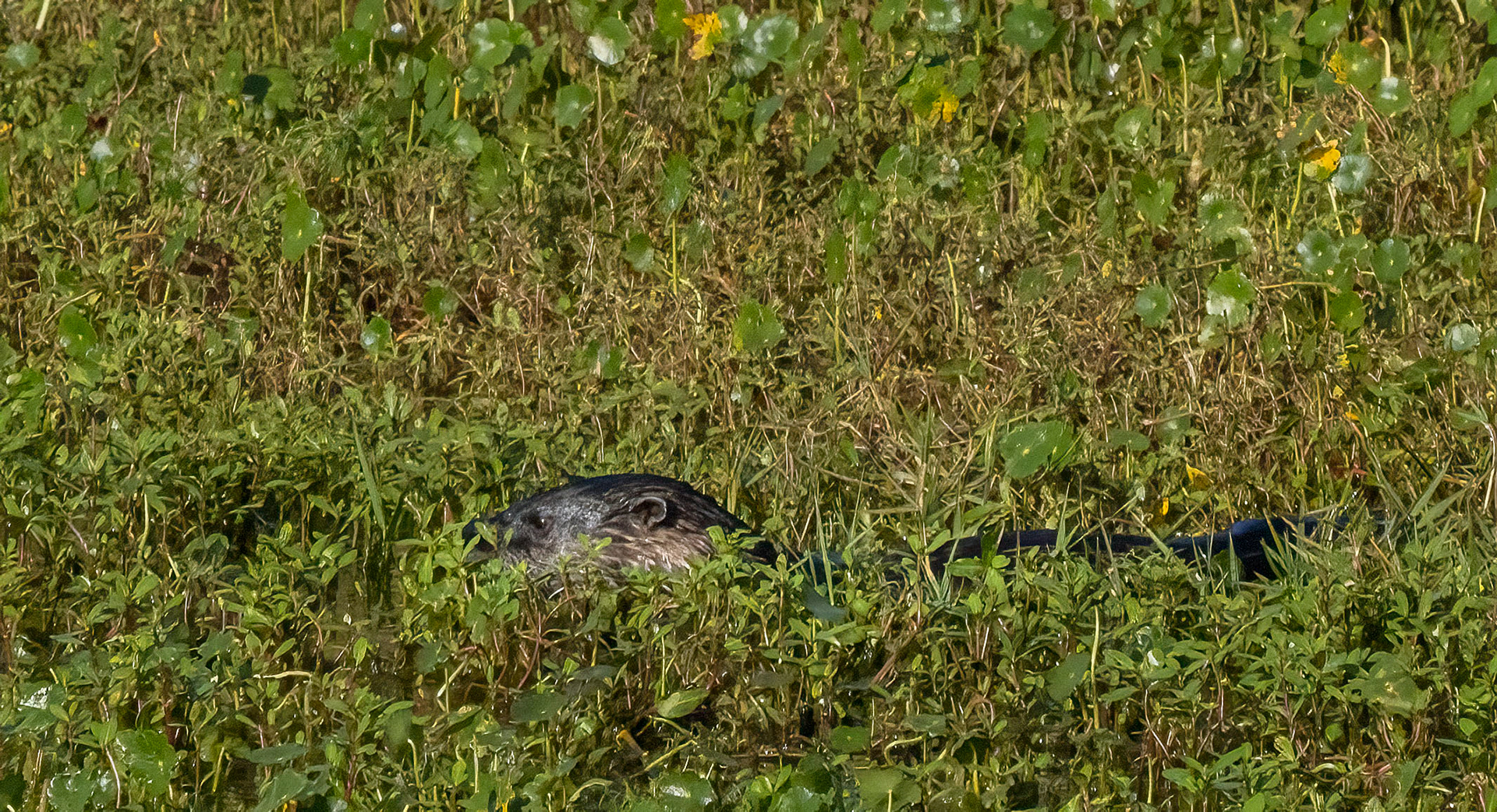 A River Otter sleuths through water lilies and swamp grass in search of a meal. (Bradenton, FL)