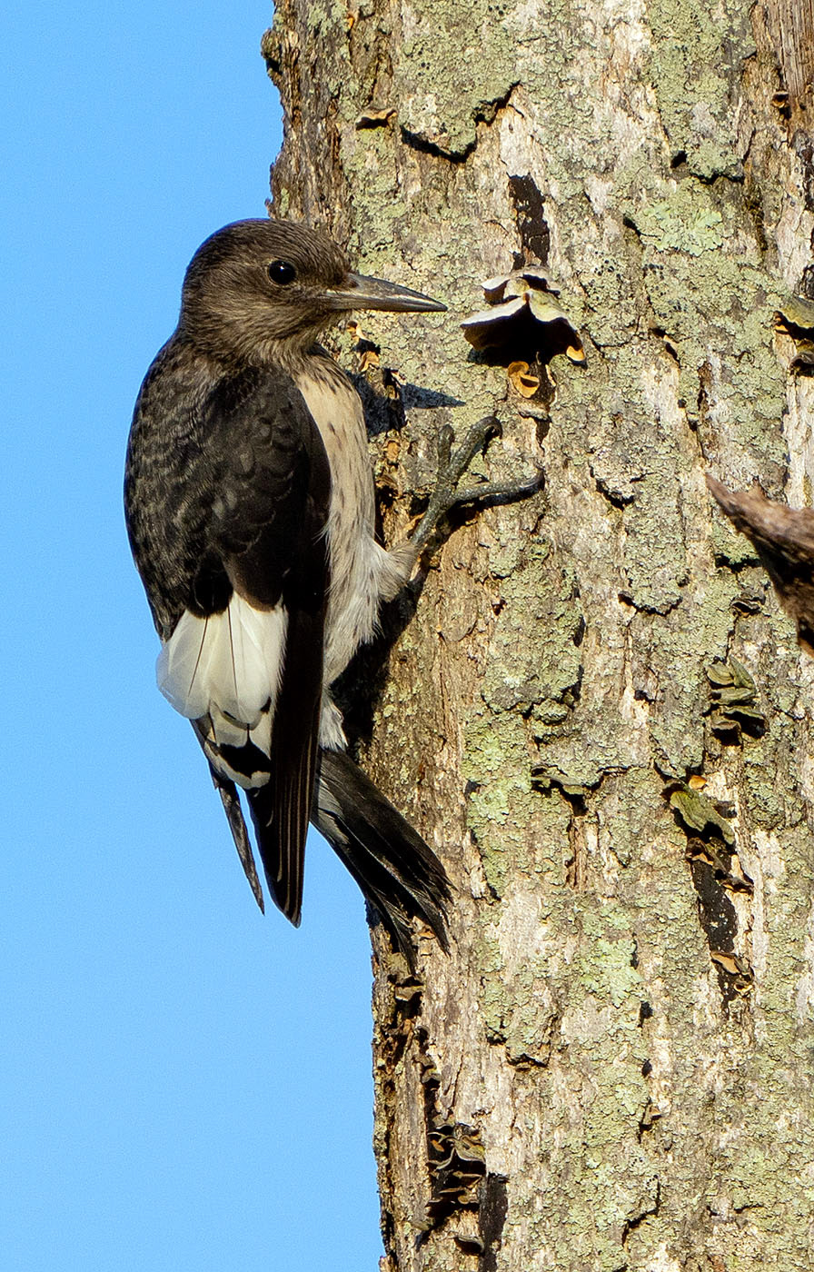 A juvenile Red-headed Woodpecker tries to hunt on its own. (Alexandria, VA)