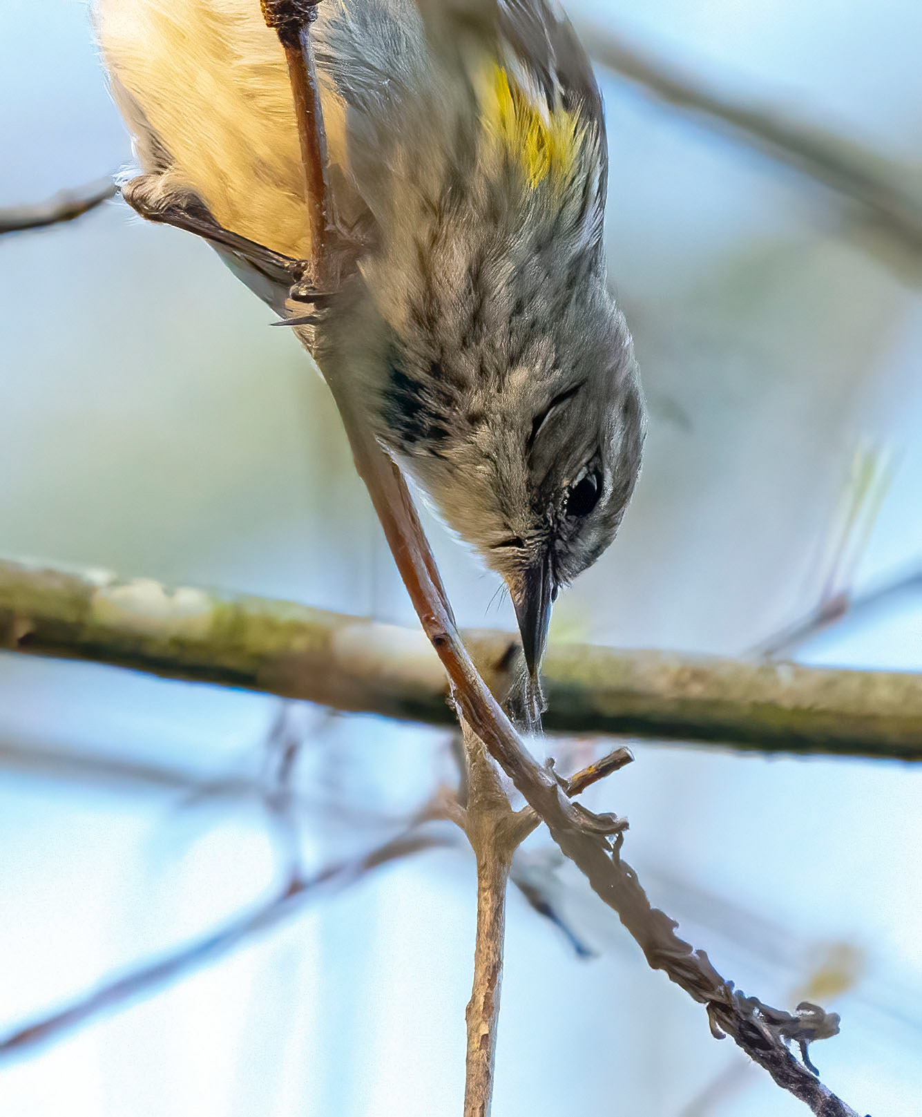Yellow-rumped Warbler hits the inchworm motherlode. (Alexandria, VA)