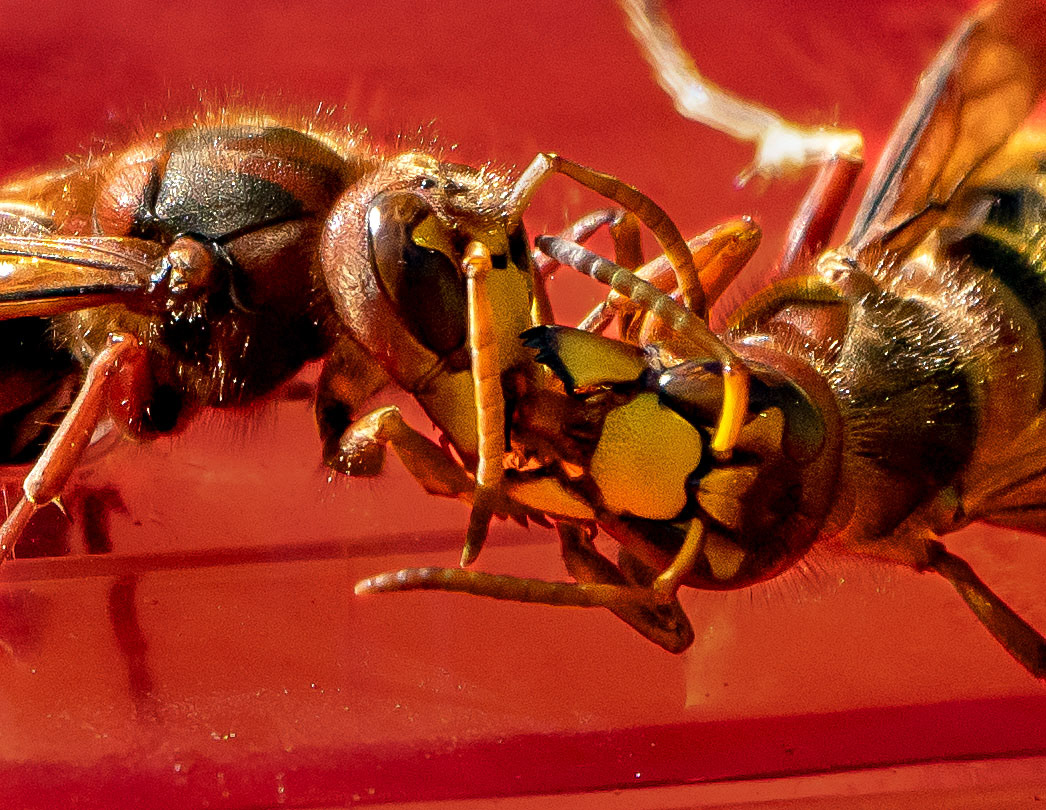 A European Hornet passes off food to take back to the nest. (Springfield, VA)