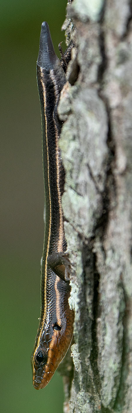 A young Five-lined Skink shows off a budding new tail