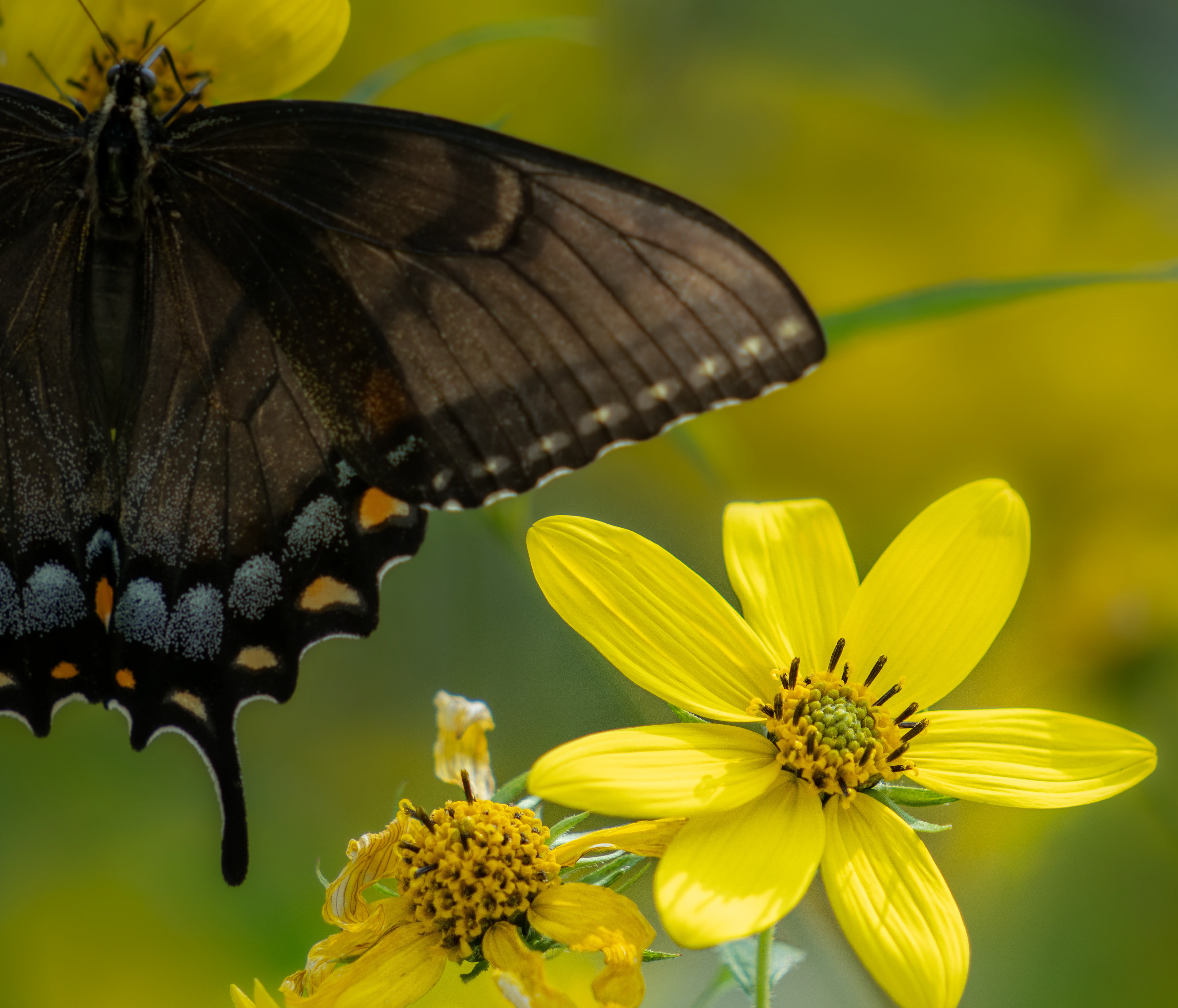 Bearded Beggarticks attract butterflies. (Shenandoah National Park, VA)