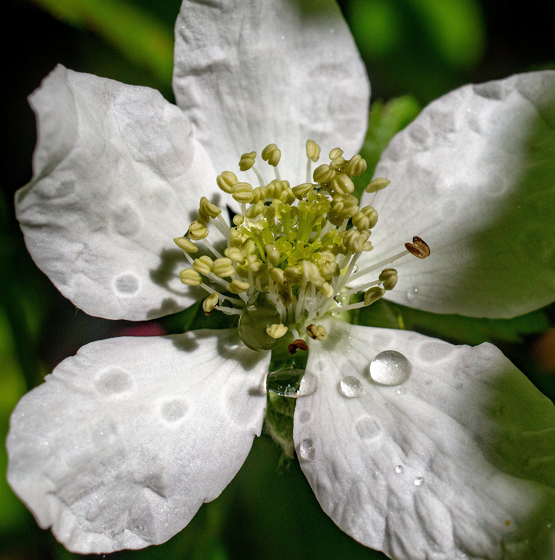A wild blackberry bloom dries in the sun after a Spring shower. (Springfield, VA)