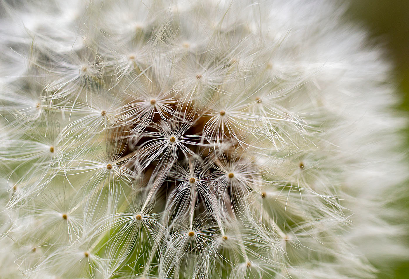 Dandelion seedhead (Springfield, VA)