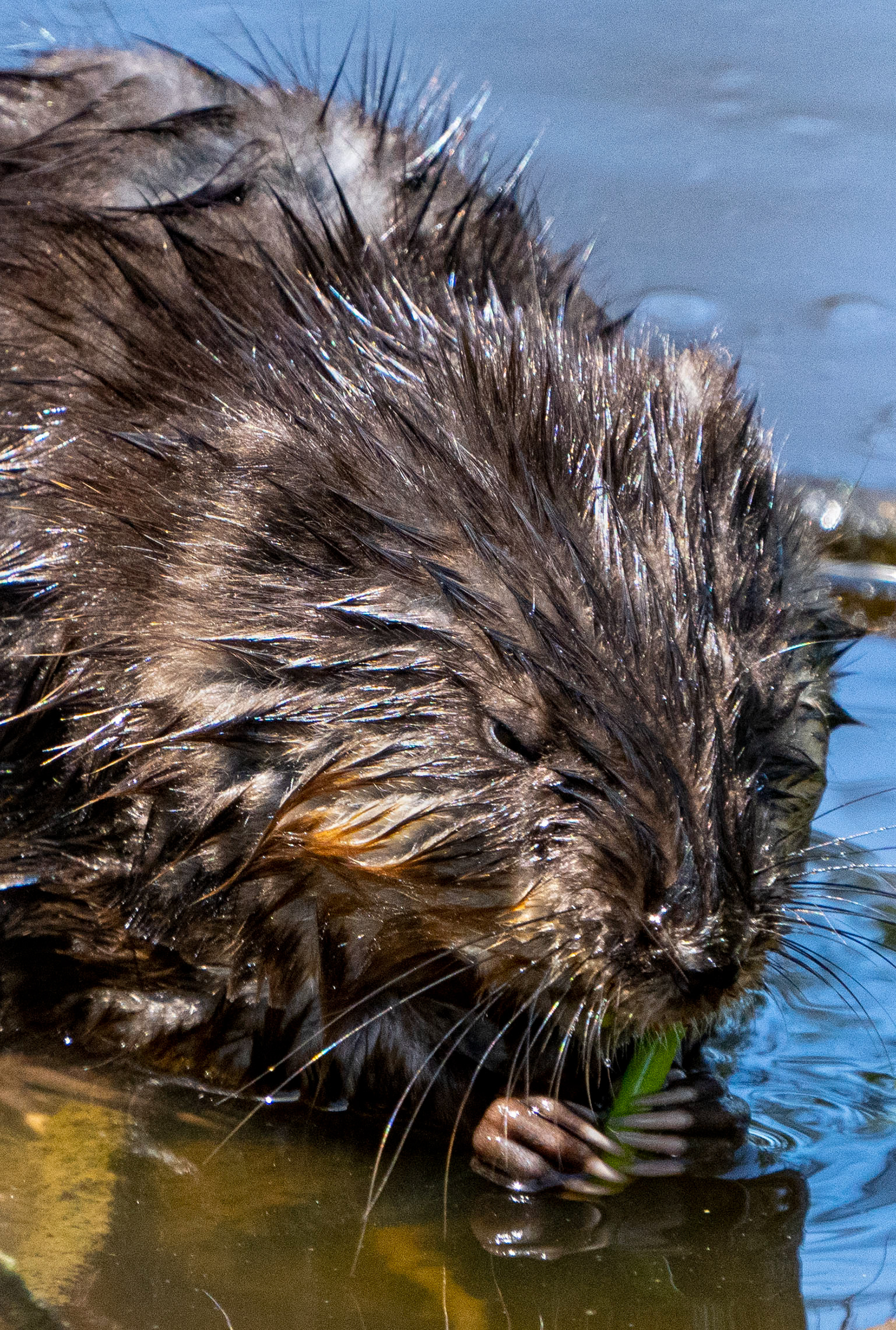 Muskrat dining. (Blackwater National Wildlife Refuge, MD)
