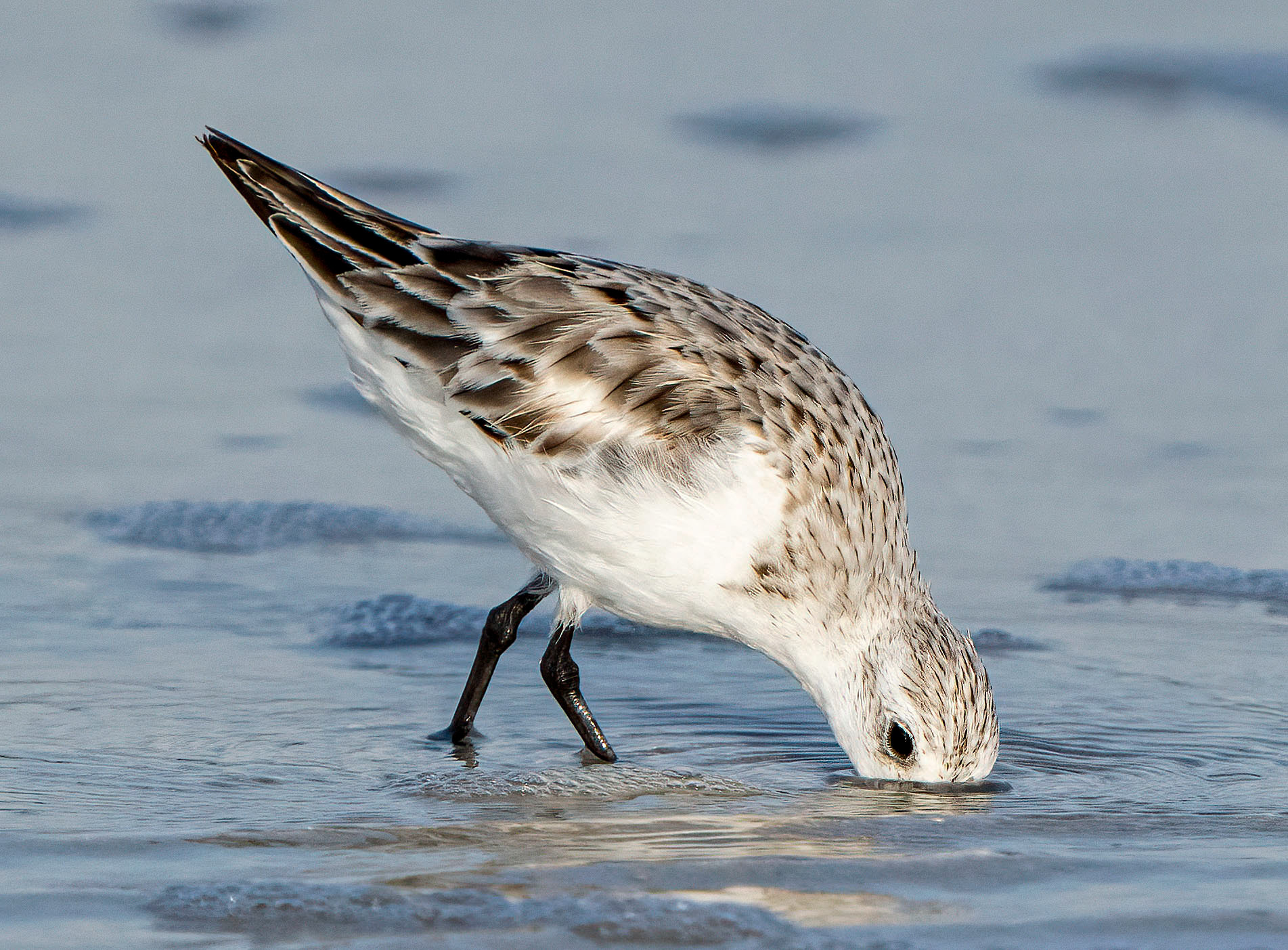 A Sanderling probes and pokes into sand while foraging for a meal in the surf. (Fort De Soto State Park, FL)