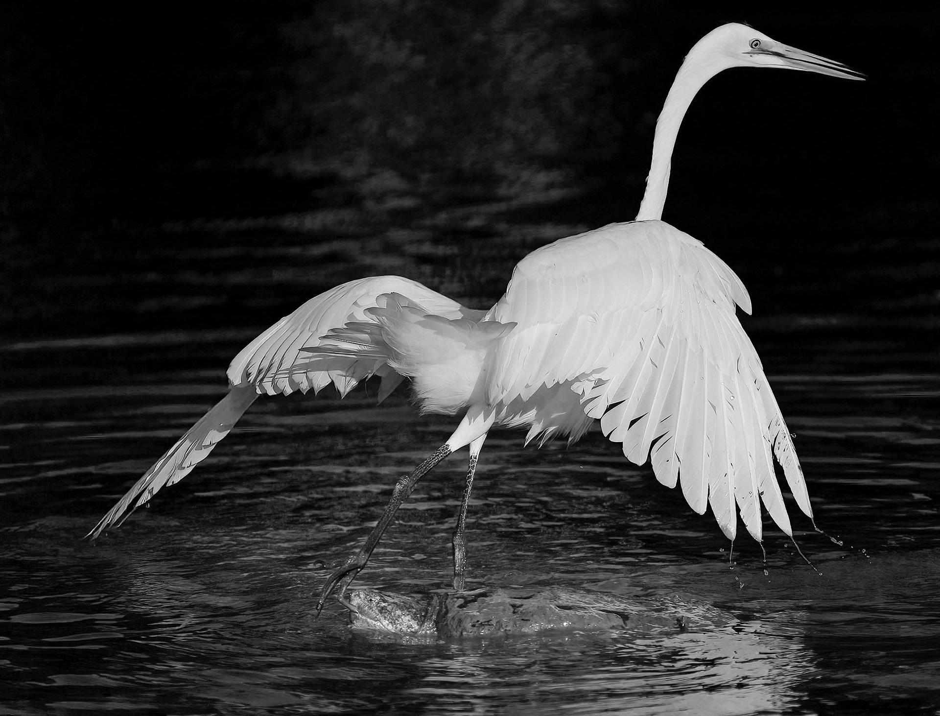 The snapping turtle grabs the egret by the toe.