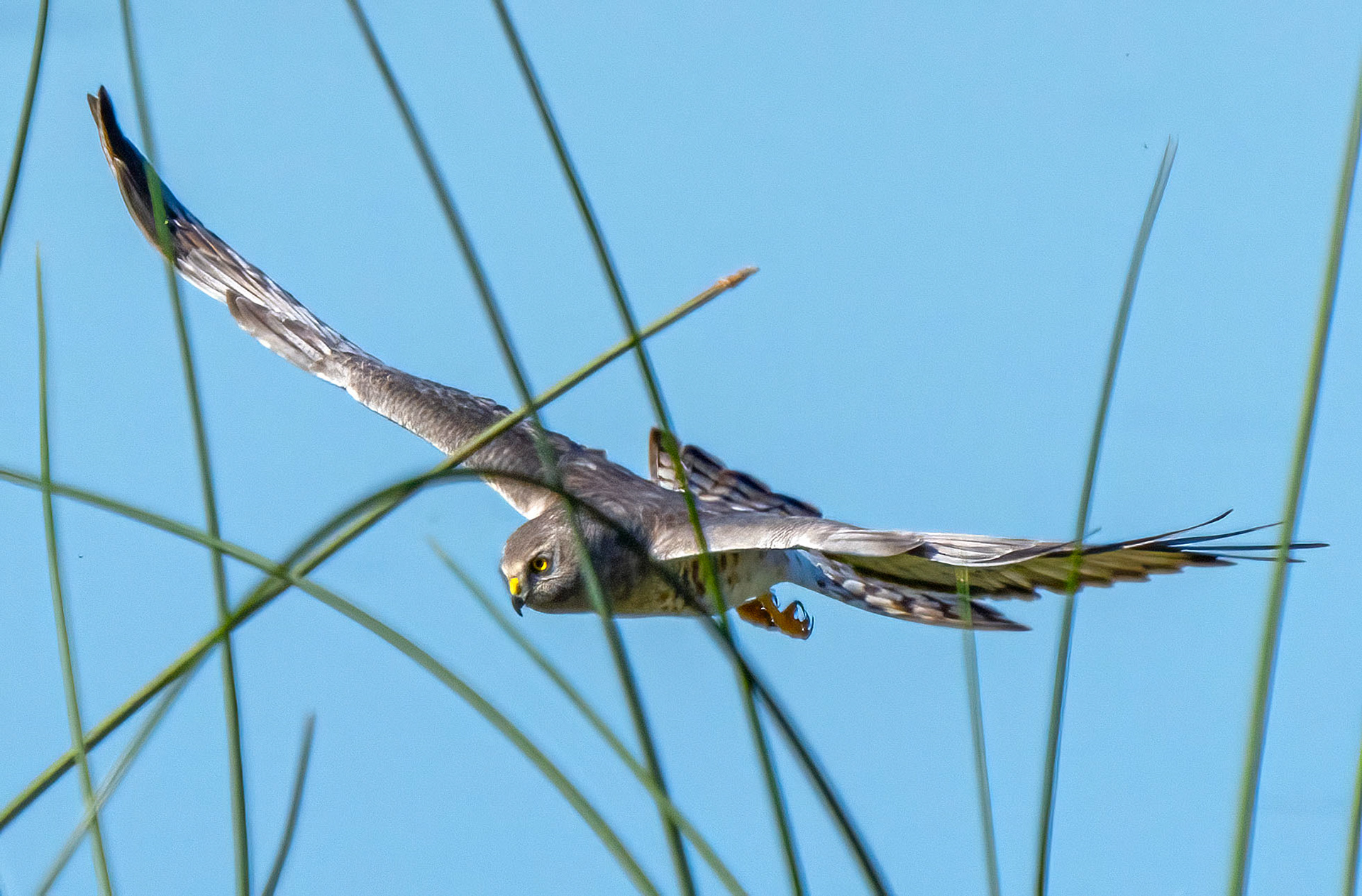 A Northern Harrier scours the reeds for prey. (Myakka River State Park, FL)