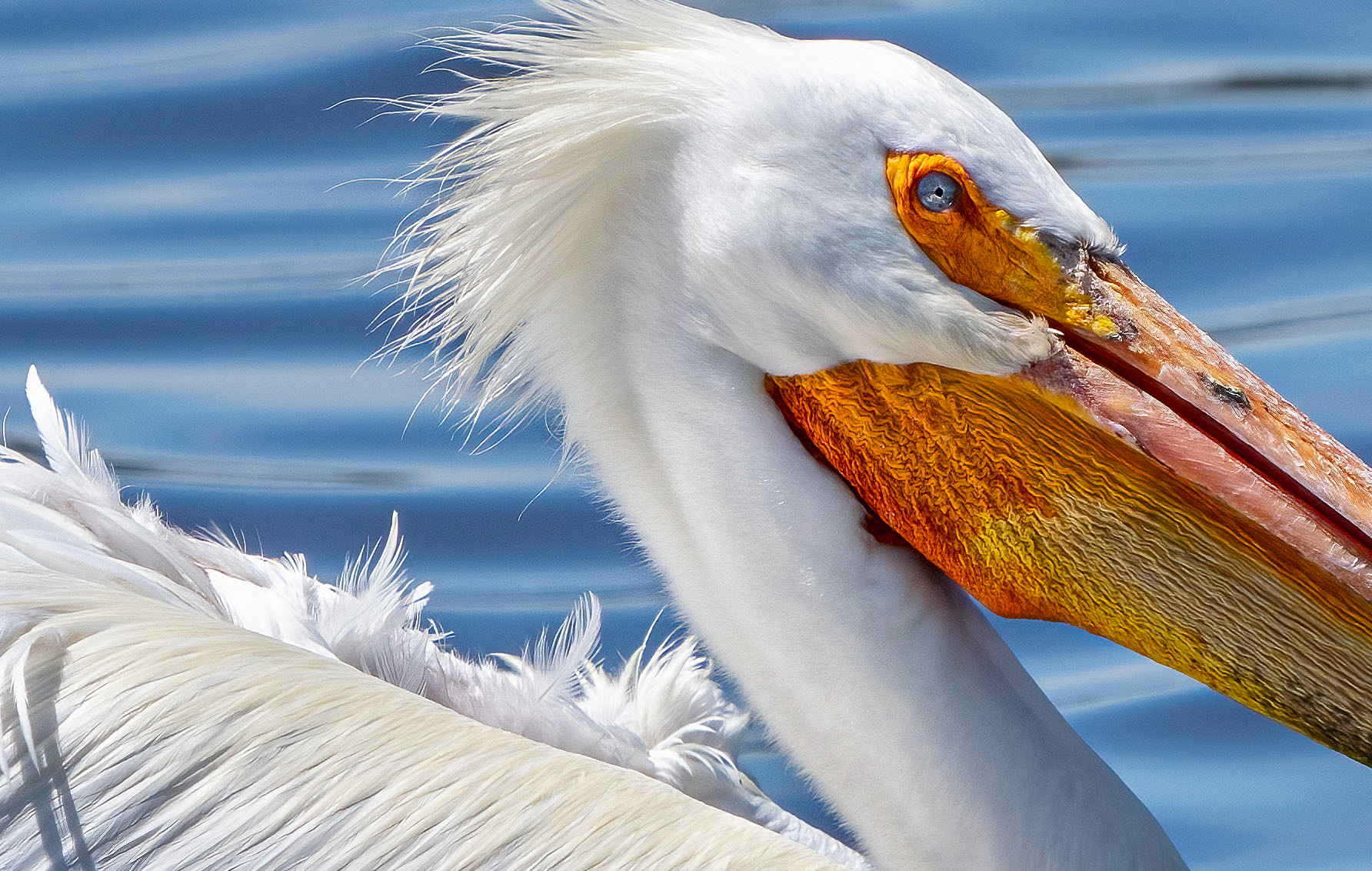 An American White Pelican. (Blackwater National Wildlife Refuge, MD)