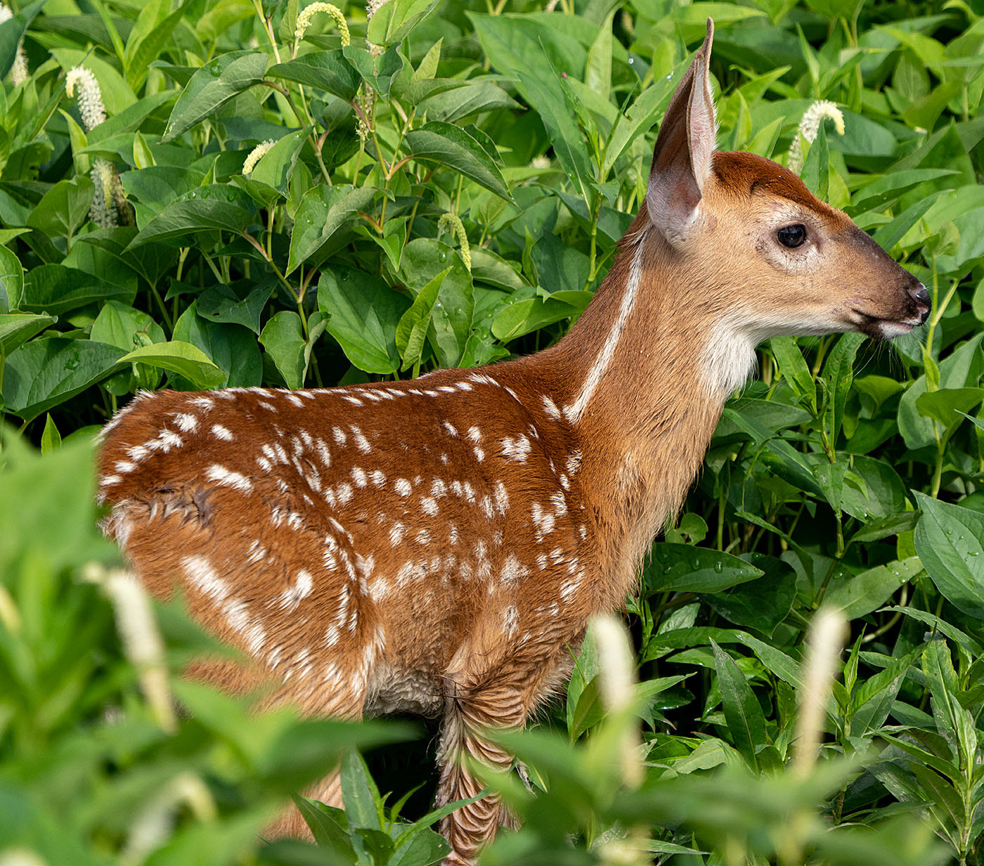 A White Tail Deer fawn forages in the marsh. (Alexandria, VA)