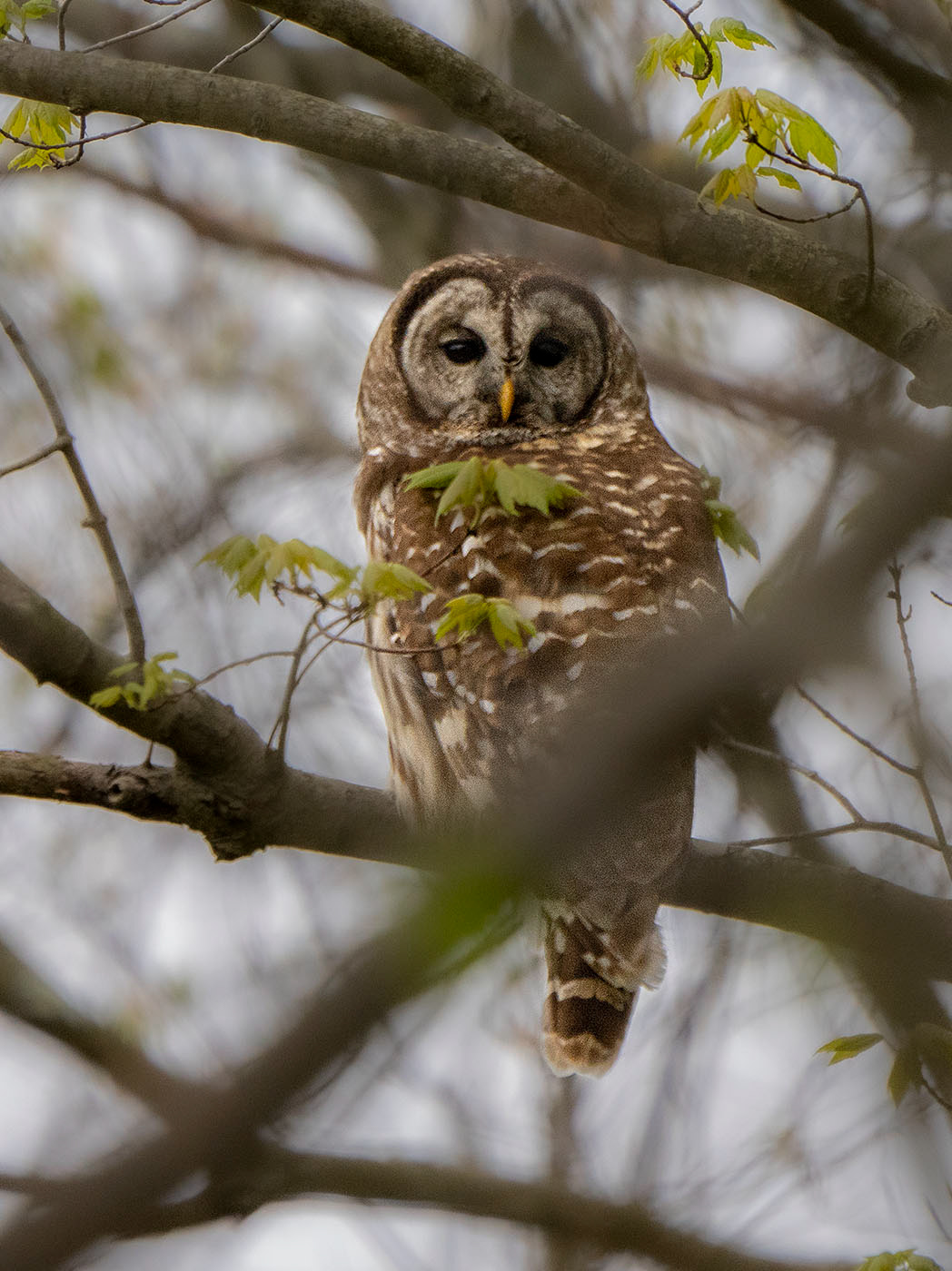 A Barred Owl keeps an eye on its surroundings. (Springfield, VA)