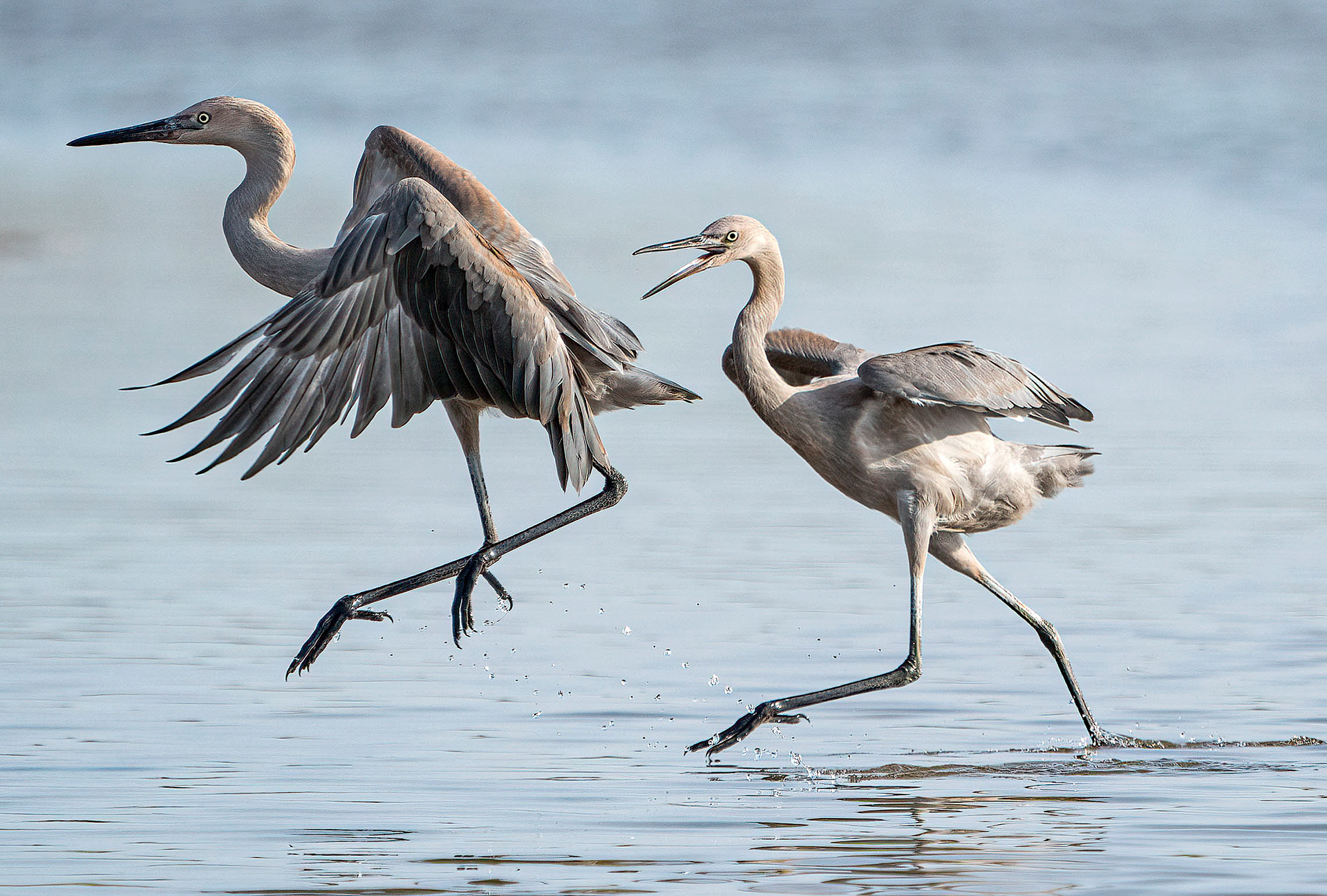 “WHEN I SAY JUMP, YOU SAY ‘HOW HI’.” Reddish Egret boot camp. (Fort De Soto State Park, FL)