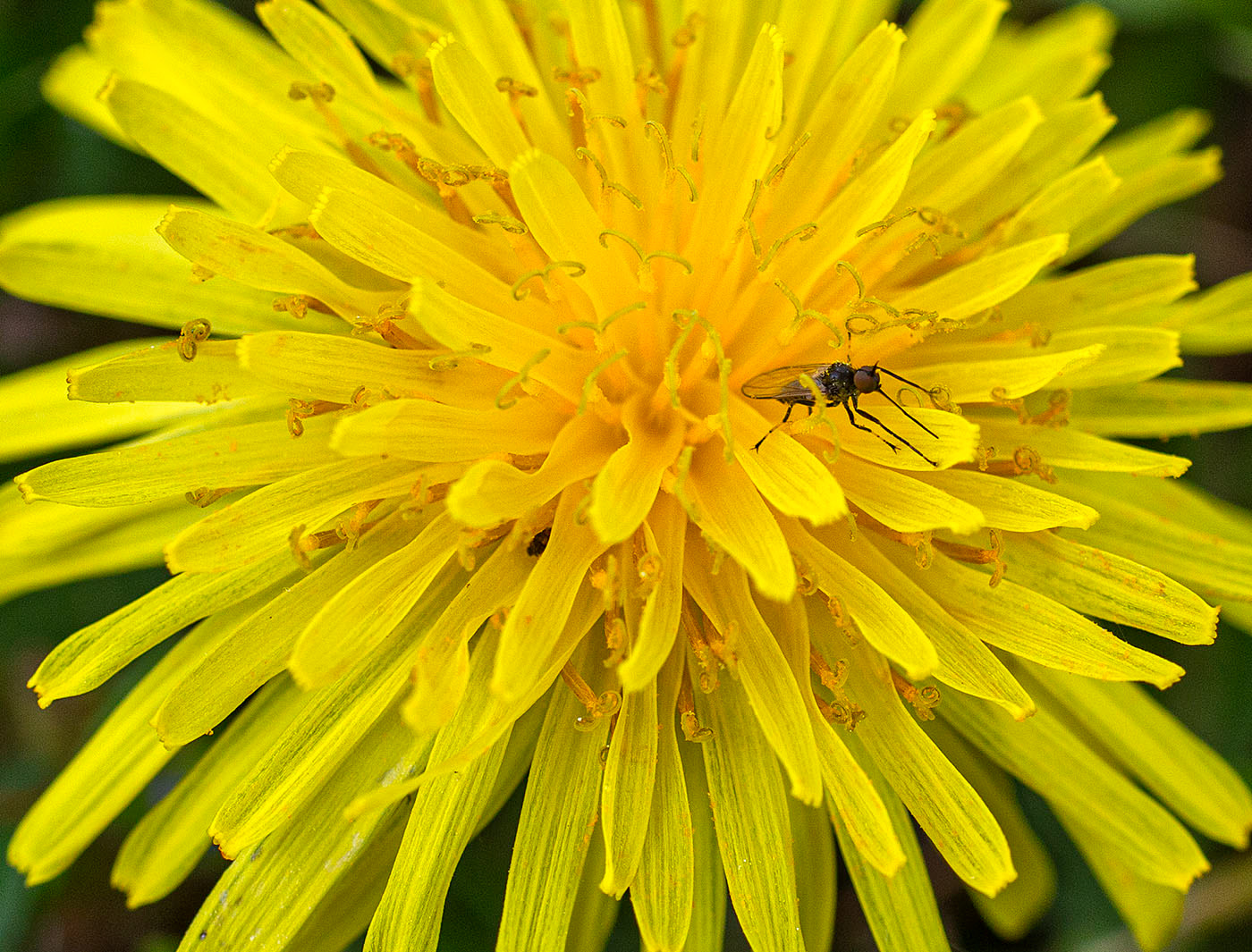 A Dance Fly pollinates a Dandelion flower. (Springfield, VA)