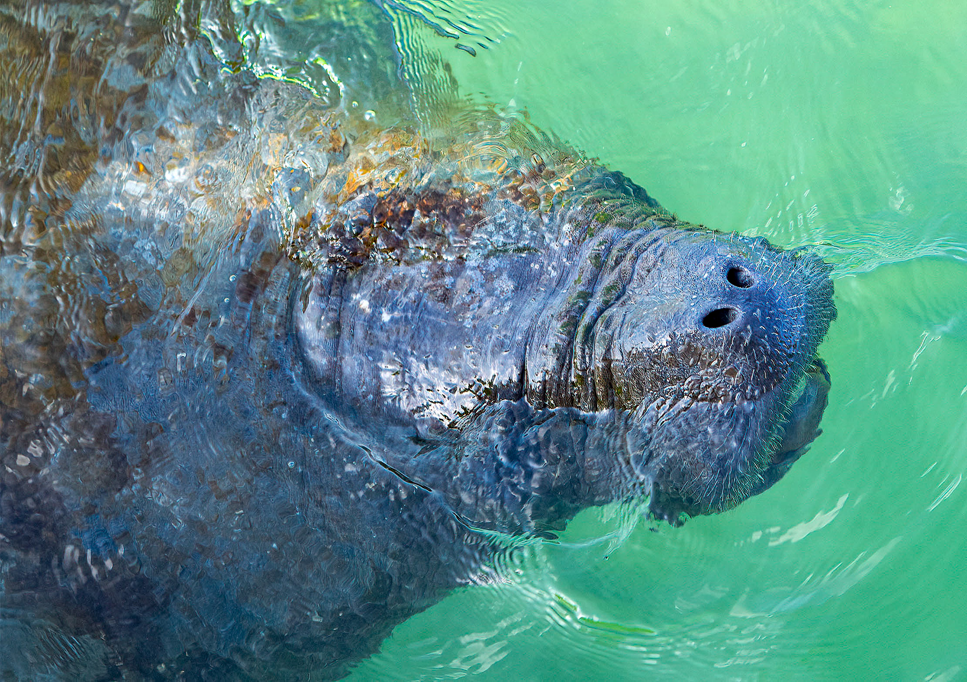 A manatee comes up for a breath. (Fort De Soto State Park, FL)
