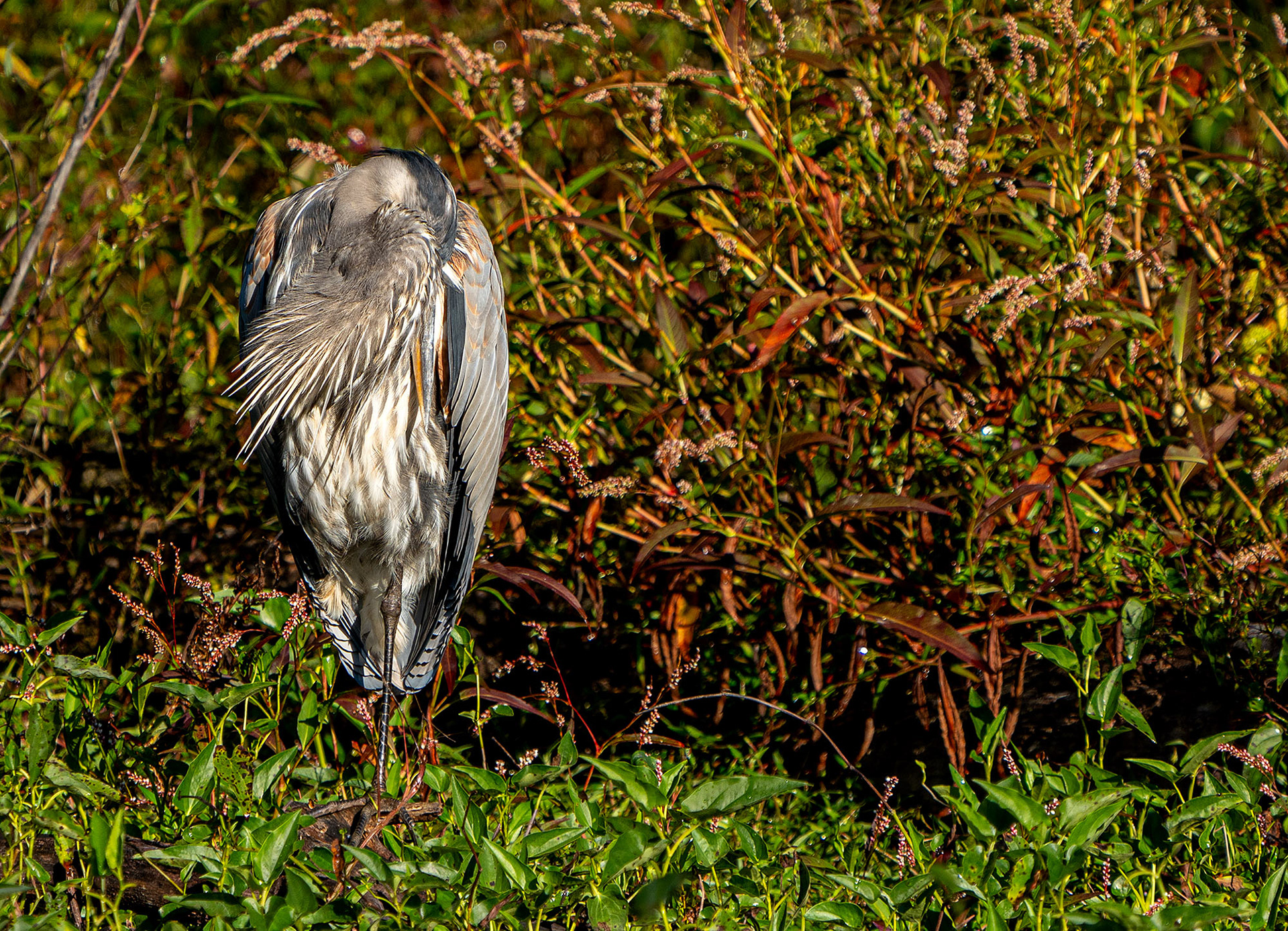 Catching a snooze in the tall grass. (Alexandria, VA)