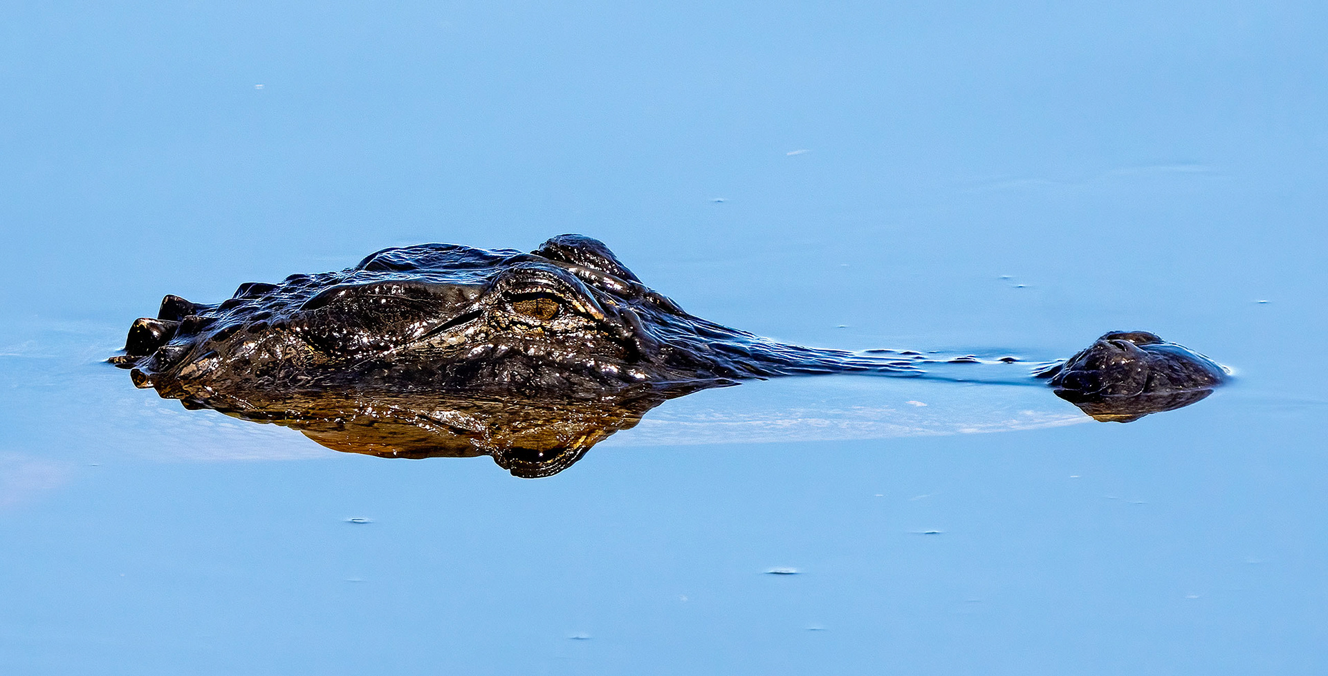 An American Alligator enjoys some float therapy. (Myakka River State Park, FL)