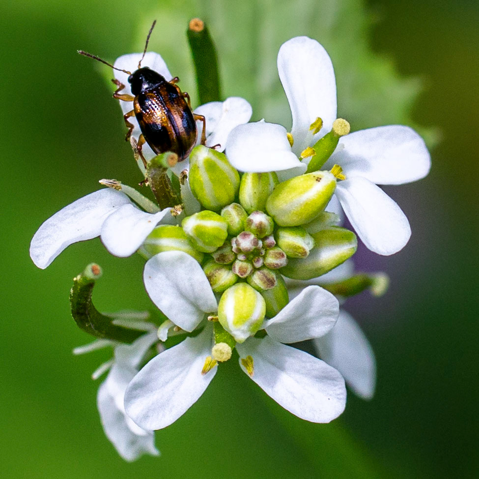 A Flea Beetle on a Spring Cress flower. (Springfield, VA)