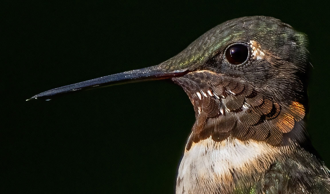 The throat feathers are seen starting to come in on this young male Ruby-throated Humminbird. (Springfield, VA)