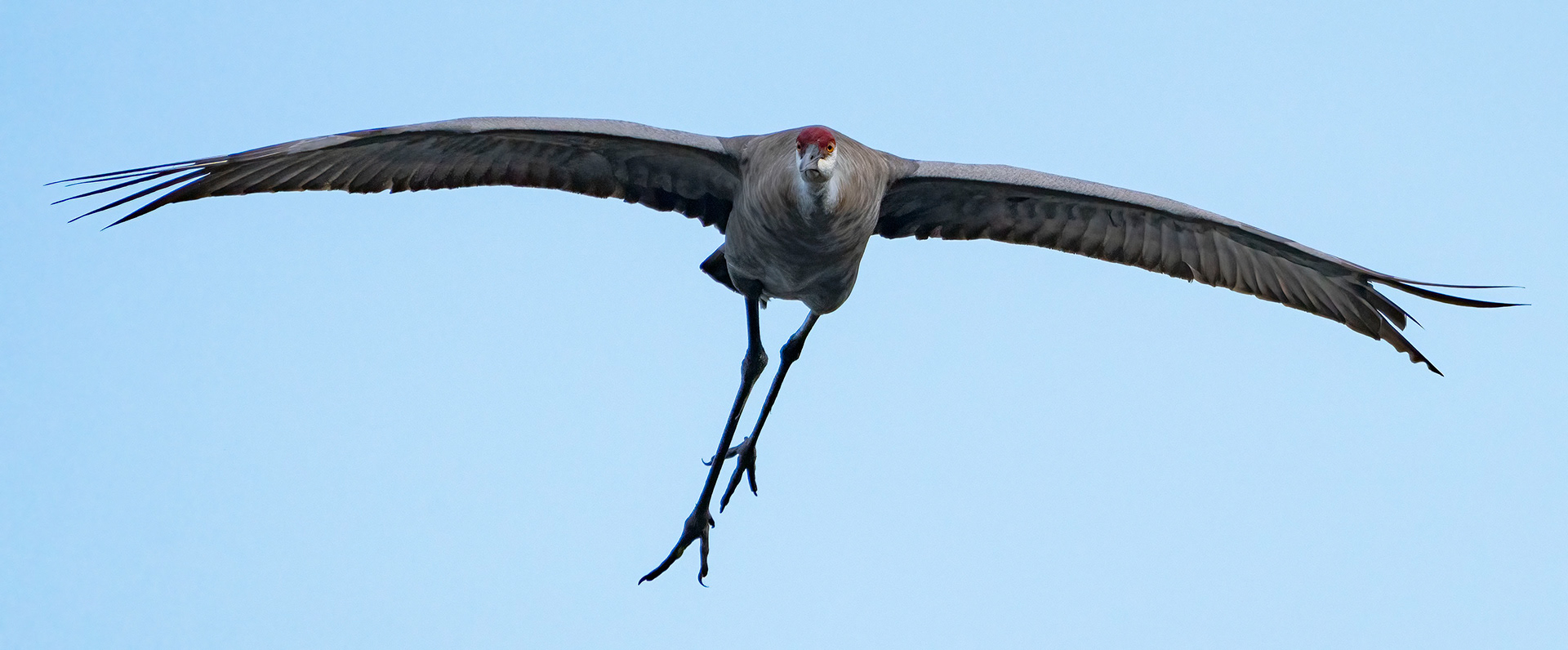 A Sandhill Crane on the lookout for the LZ. (Bradenton, FL)