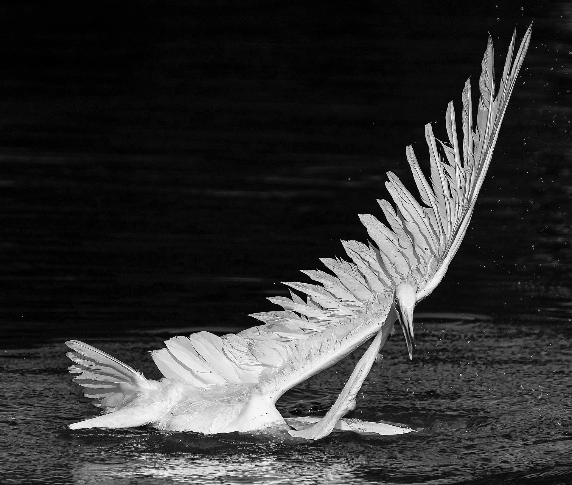The bird manages to break free of the turtle's grip.