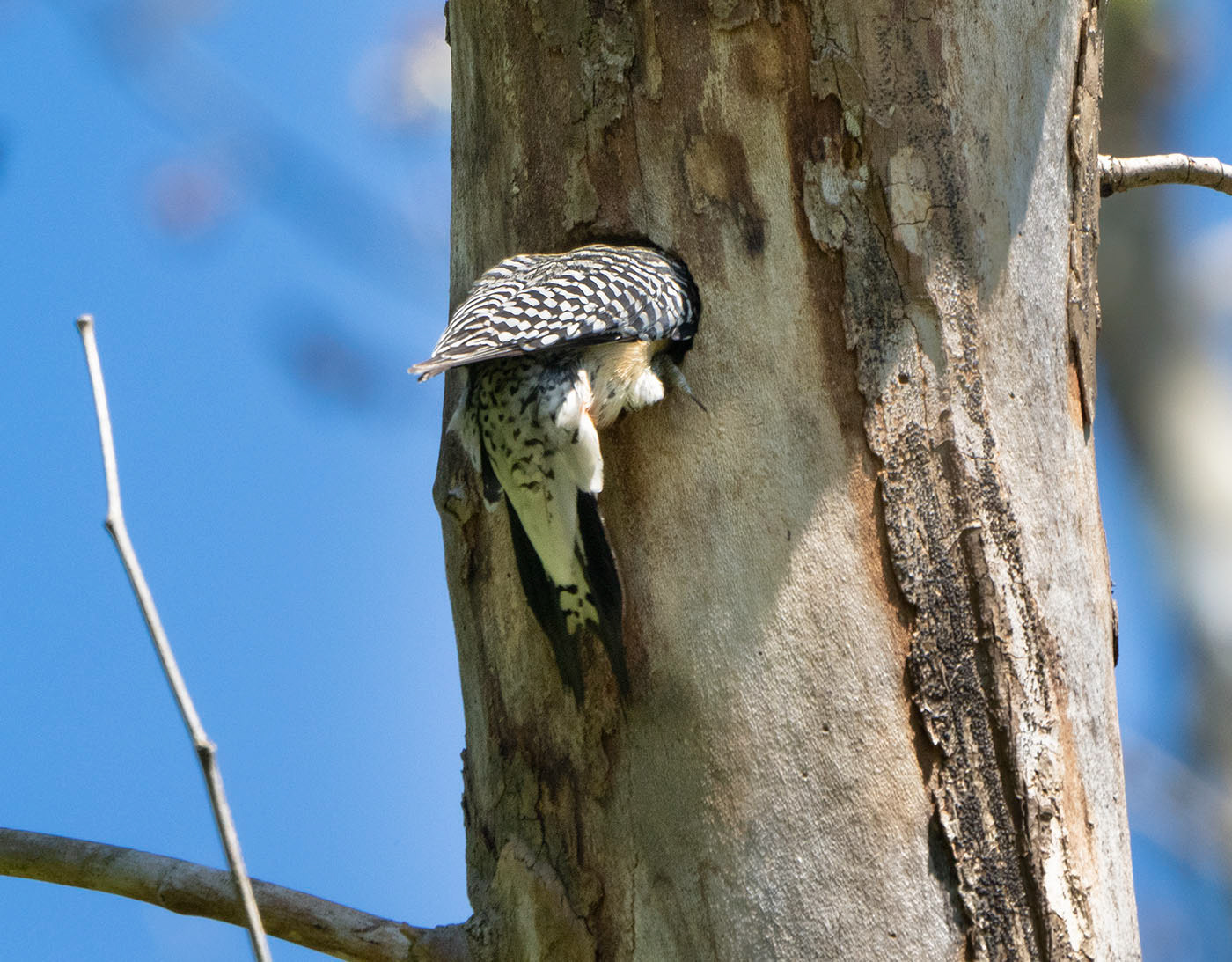 The adult Red-bellies engage the occupying Starlings.