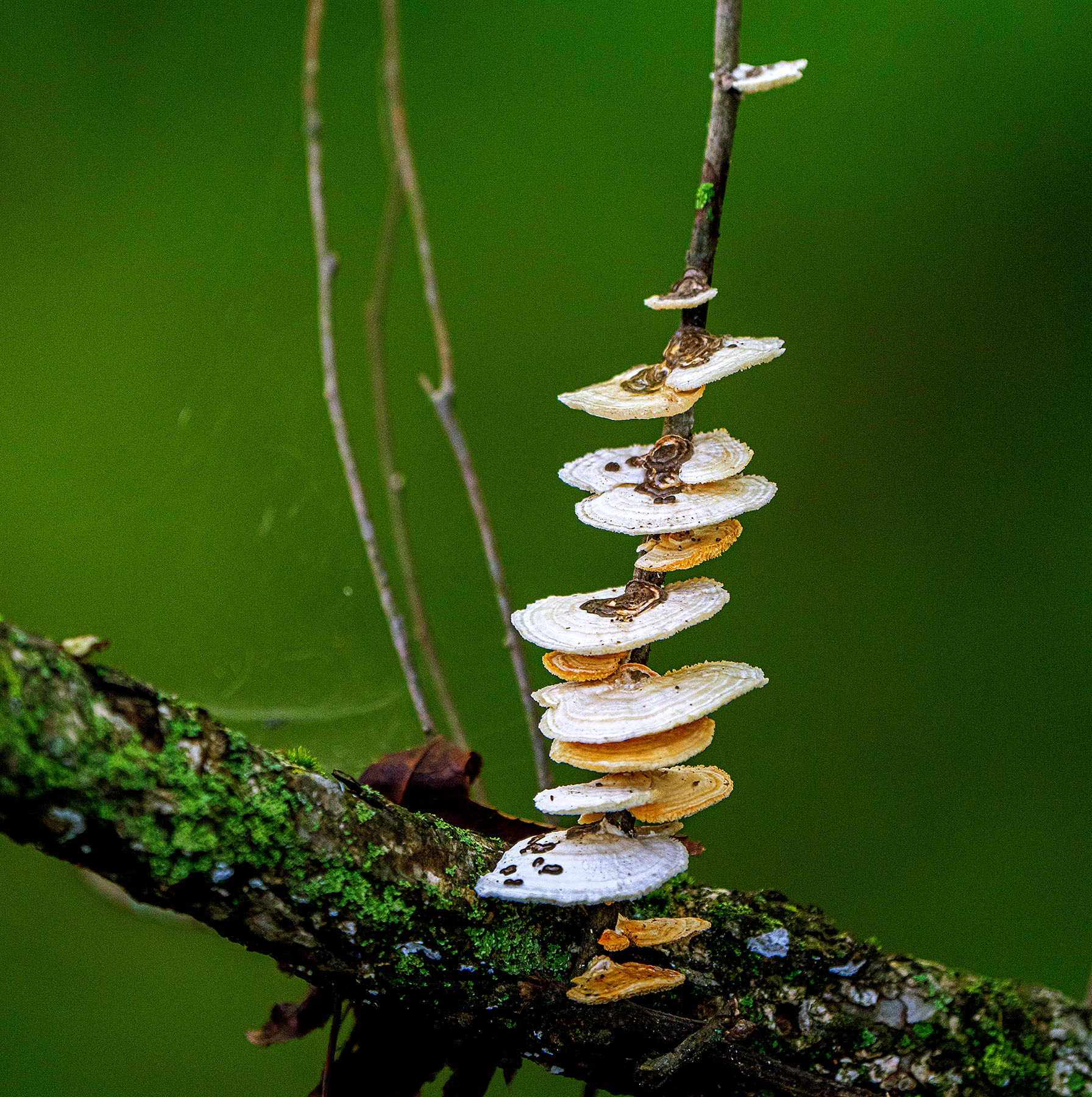 False Turkey Tail growing on a small twig. (Alexandria, VA)