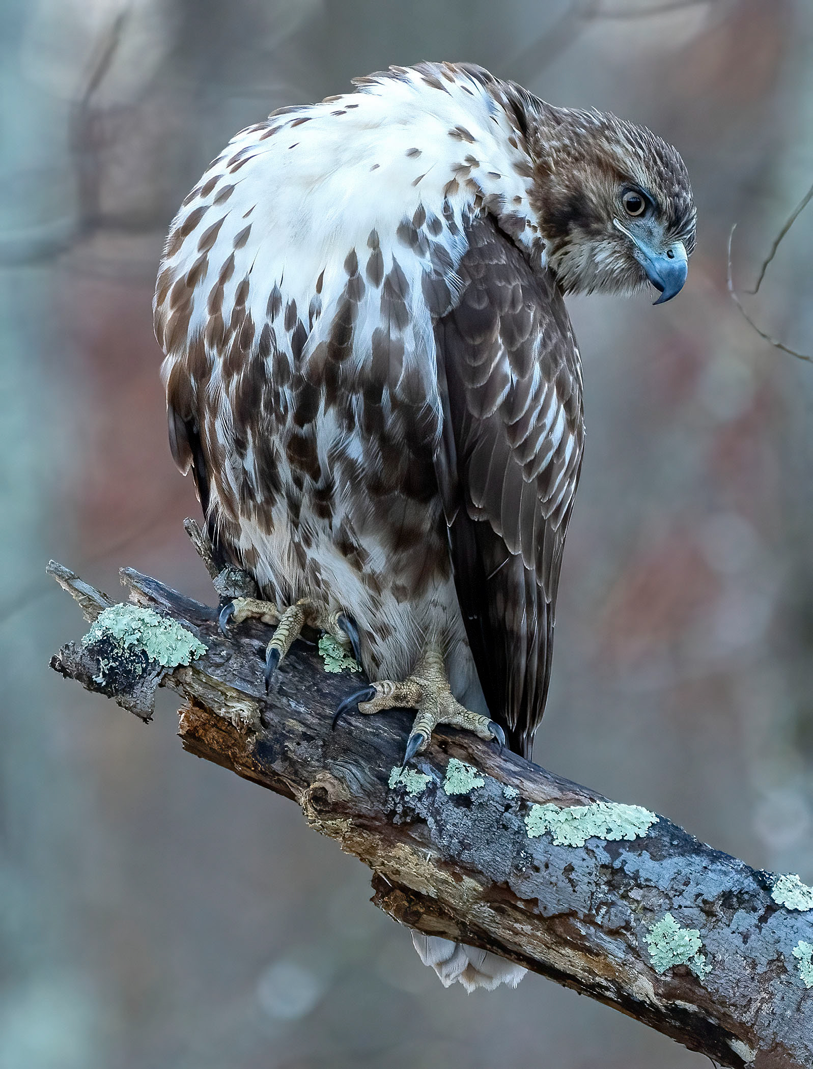 A Red-Tailed Hawk contorts to get a closer look at a potential meal. (Alexandria, VA)